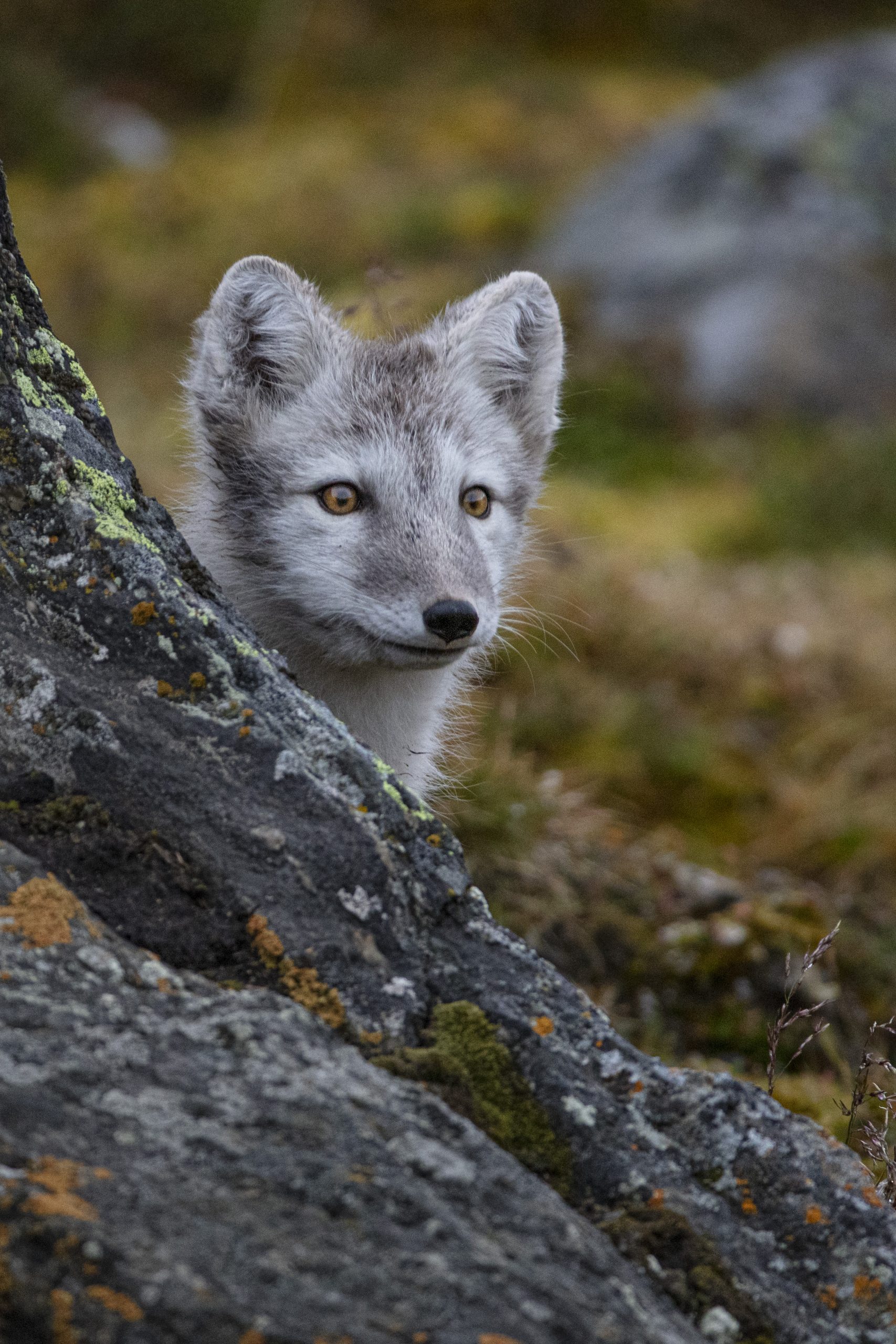 polarræv kigger frem fra klippe
