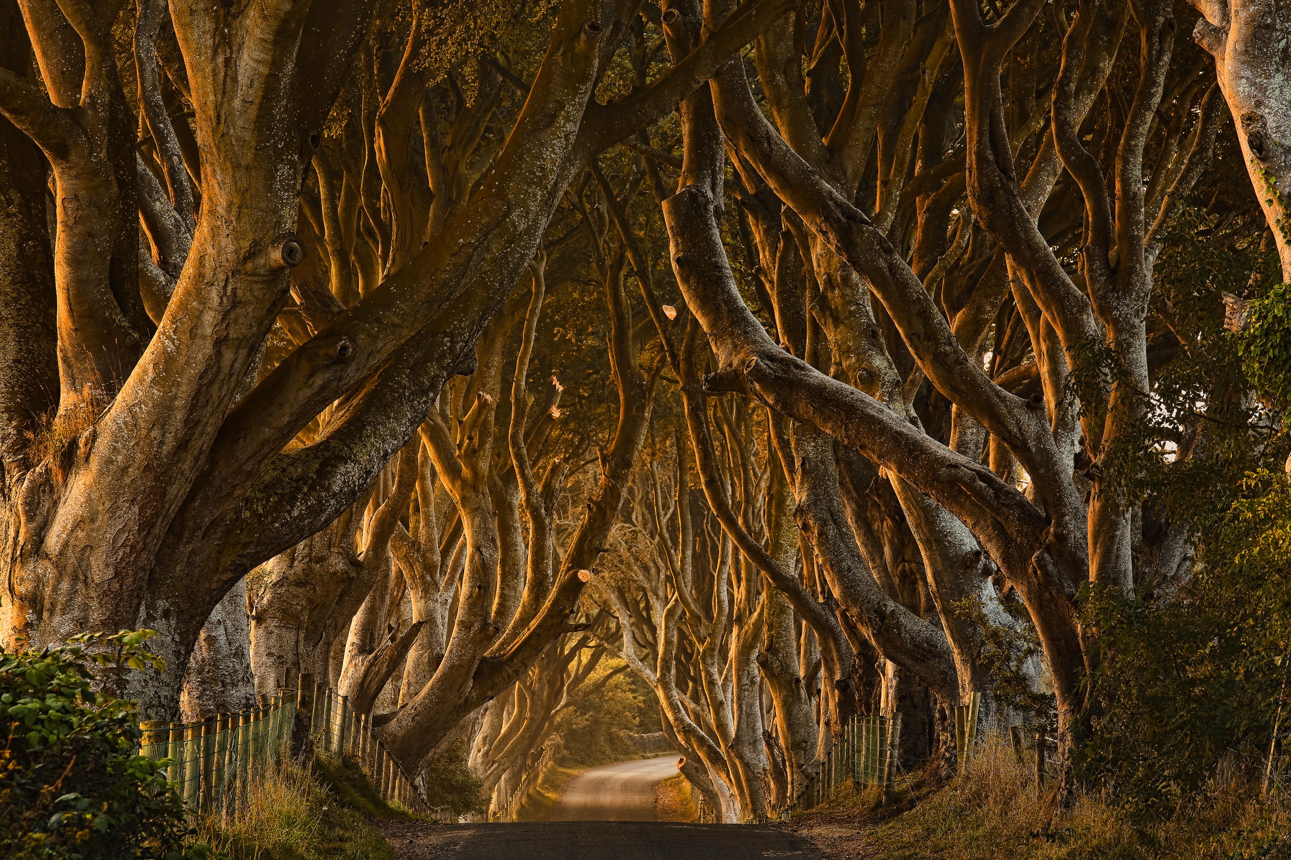 The Dark Hedges