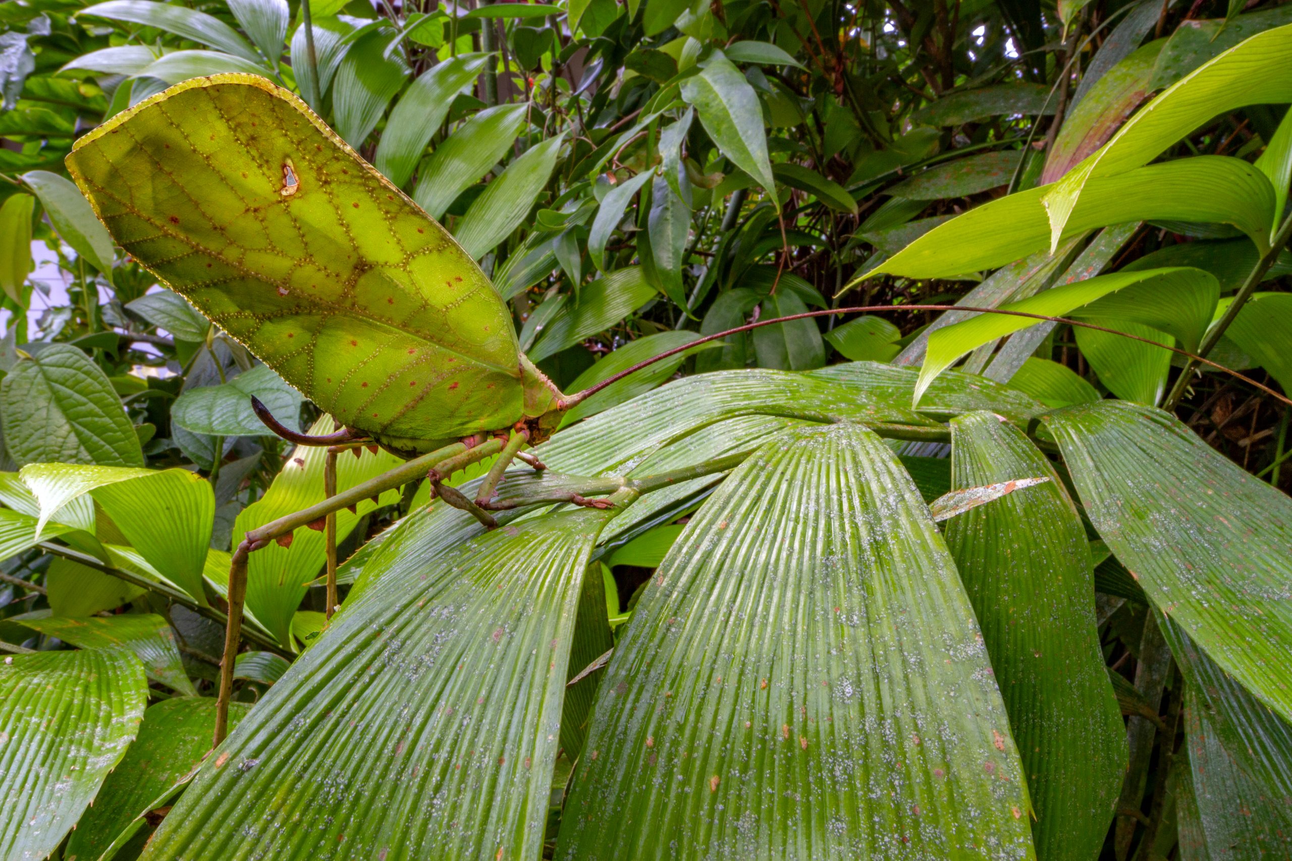 Løvgræshoppe på Costa Rica