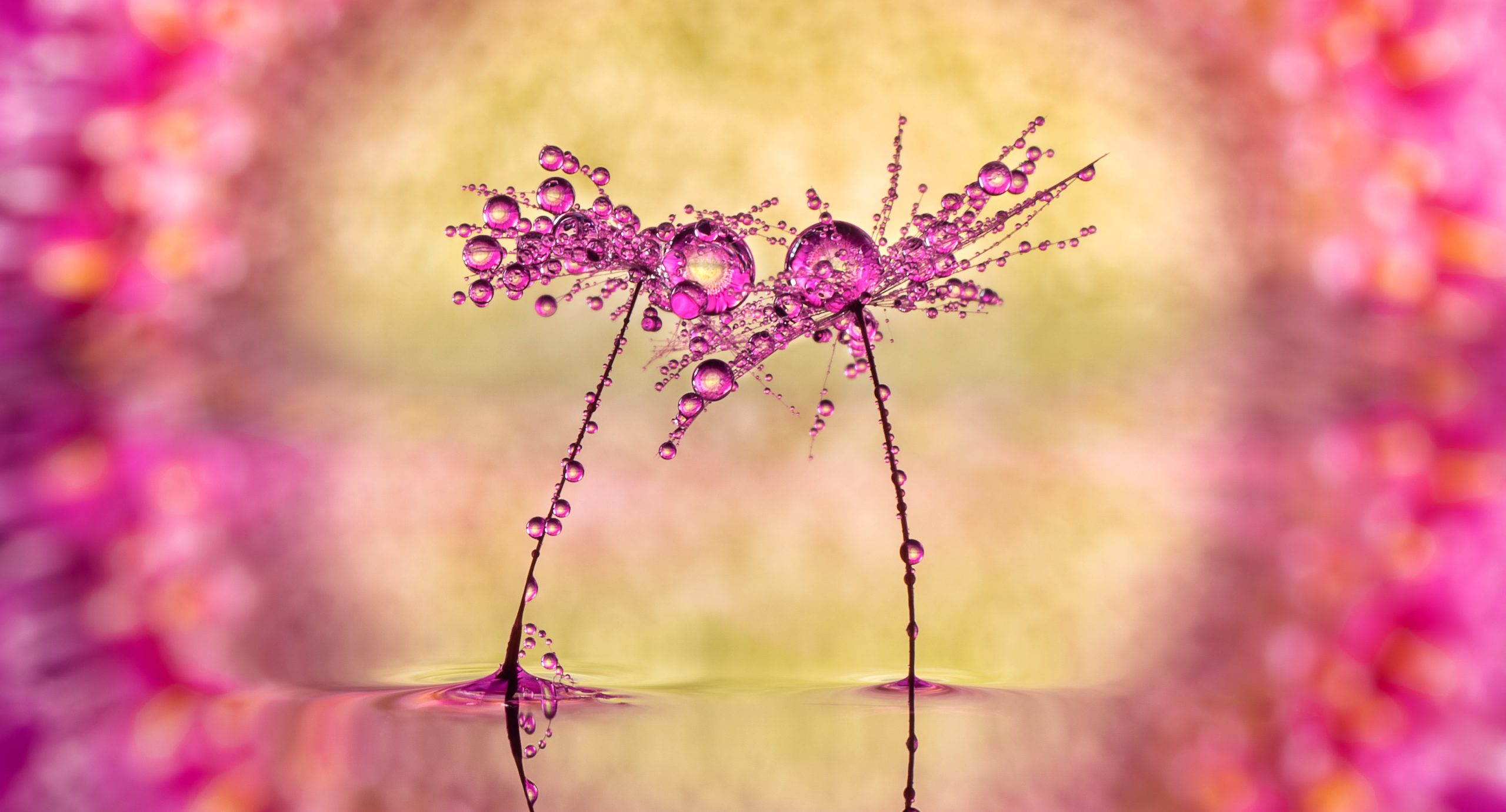 Nærbillede af mælkebøttefrø