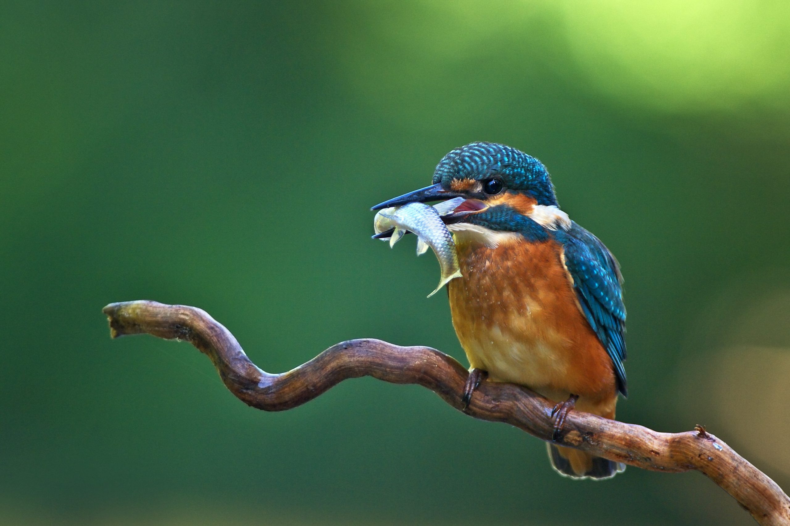 Isfugl med fisk i munden