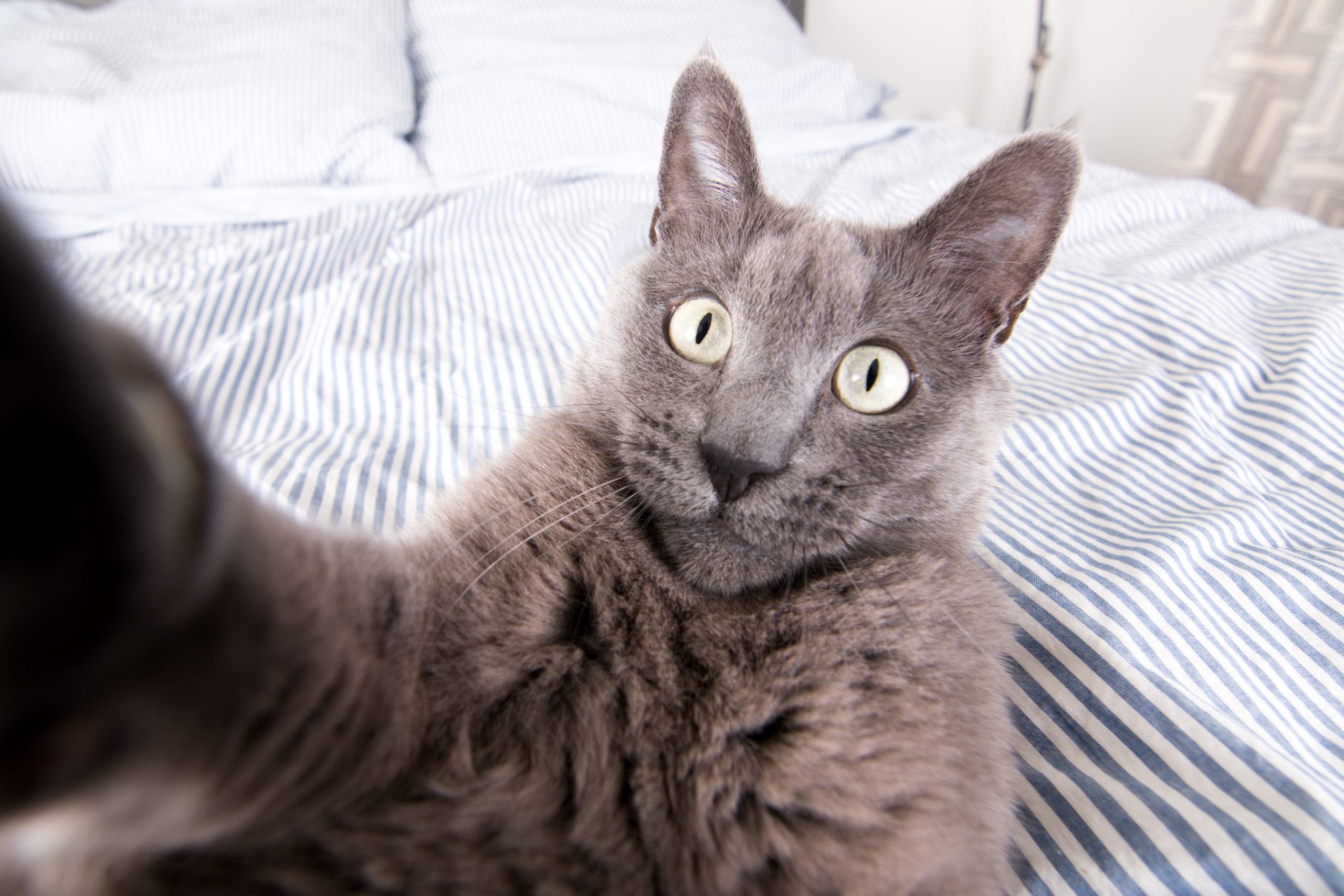 Kat slår ud efter kameraet, og det ligner, at katten tager en selfie.