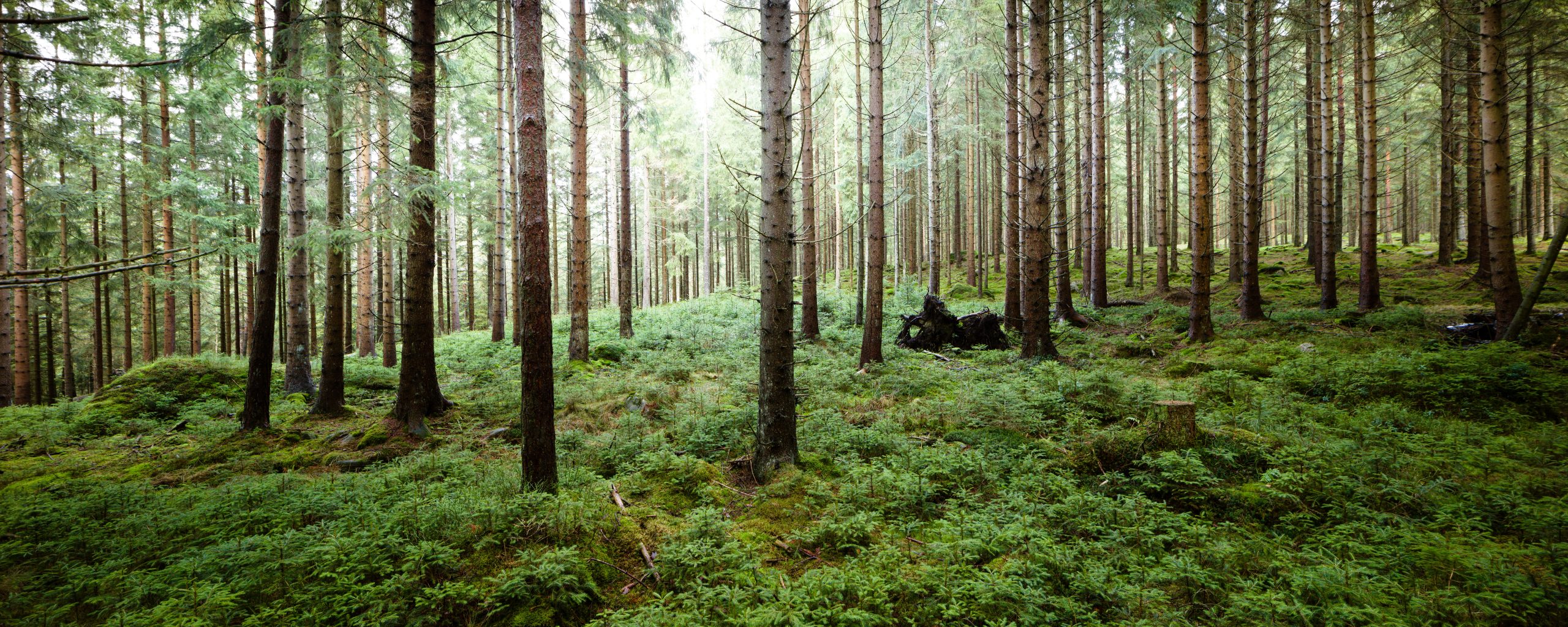 Panorama af skov i Sverige