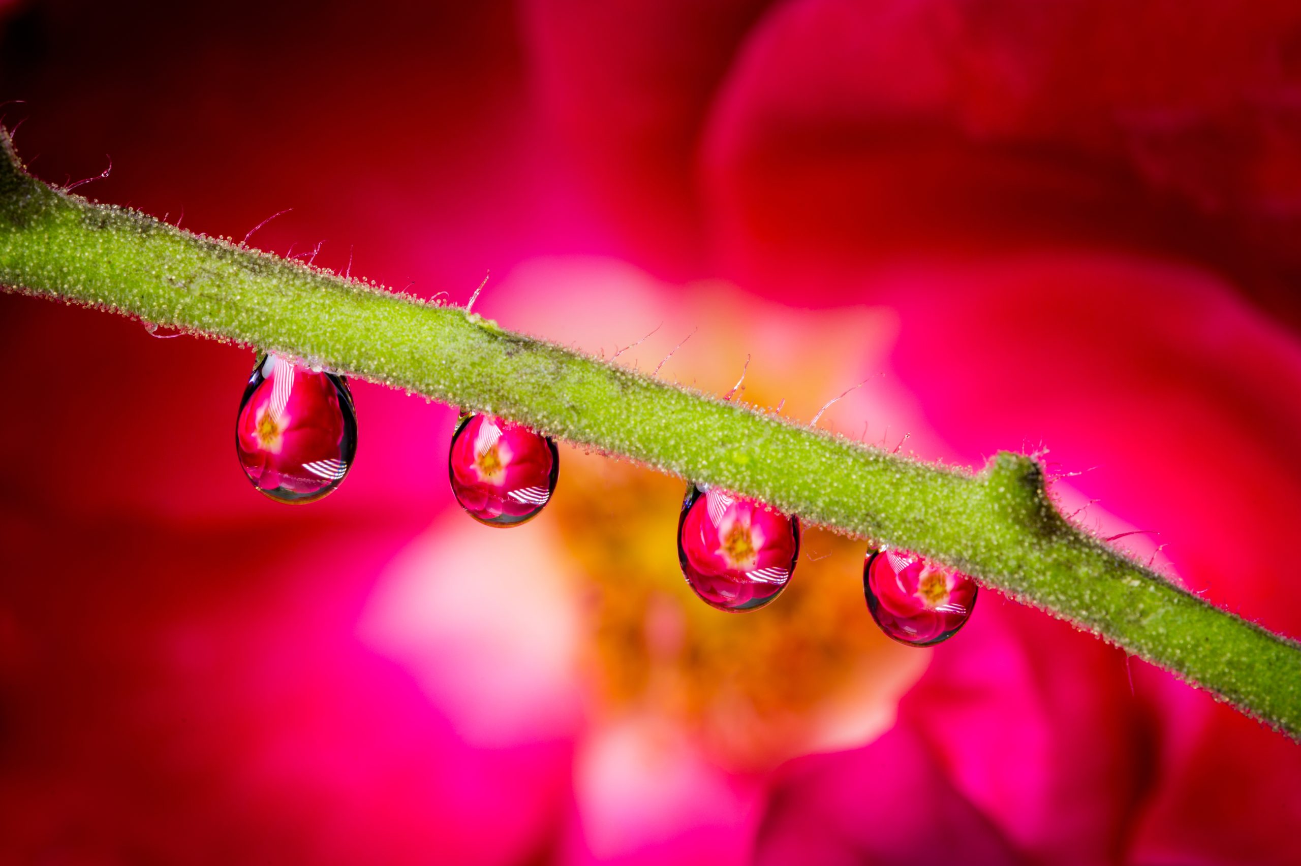 Billede taget gennem vanddråbe