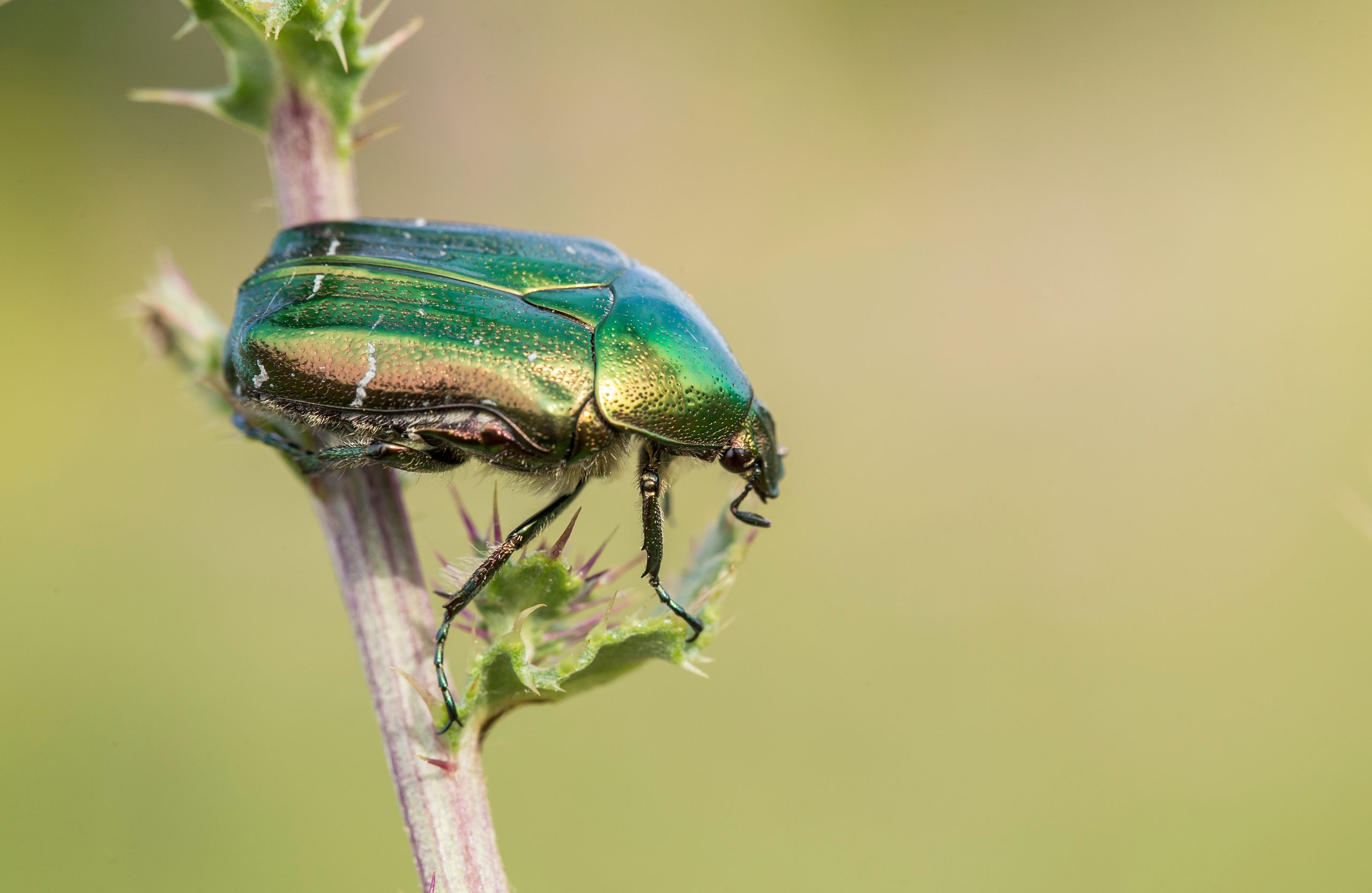 Makrobillede af grøn guldbasse