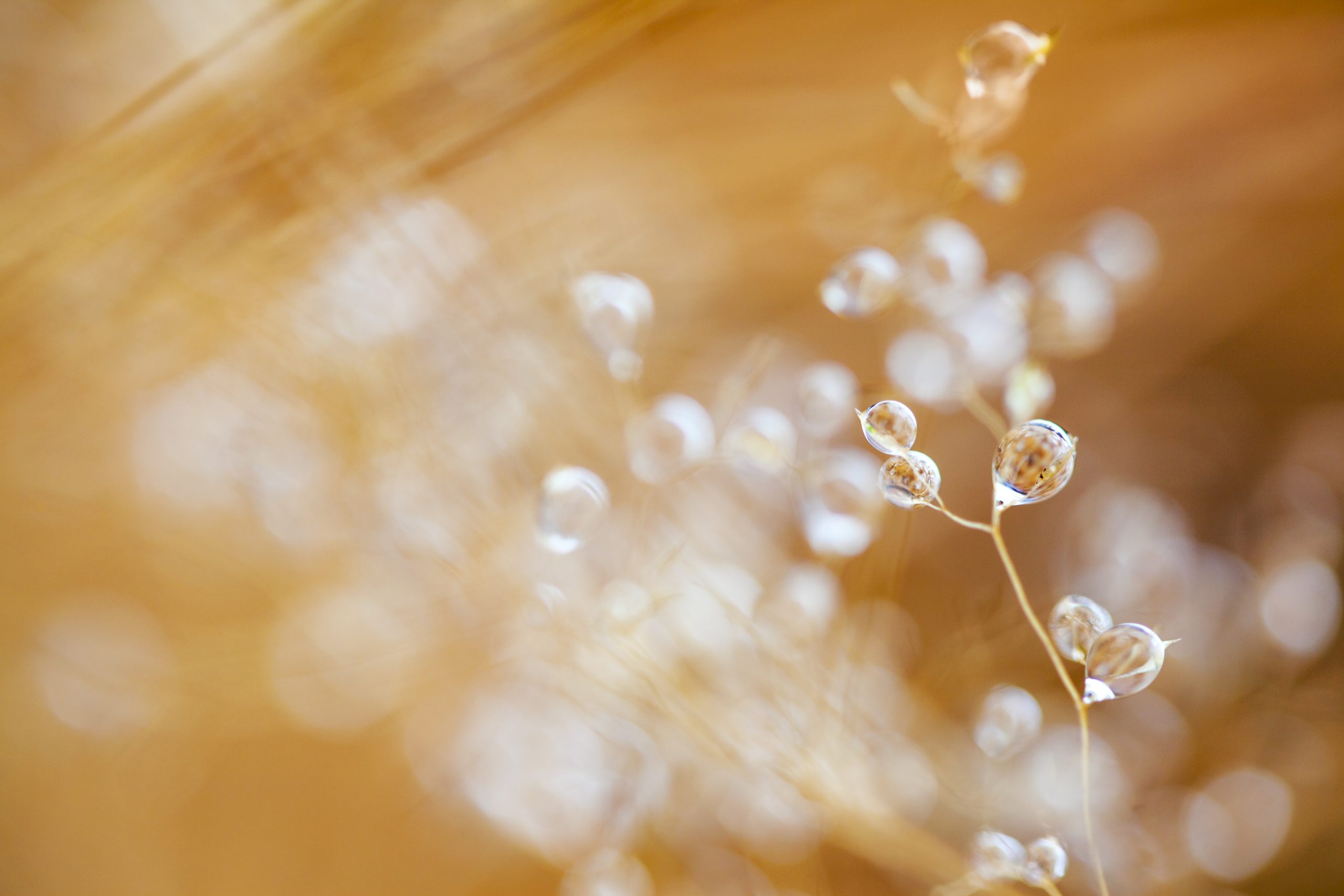 Makrobillede af visne grene med dugdråber og spejling