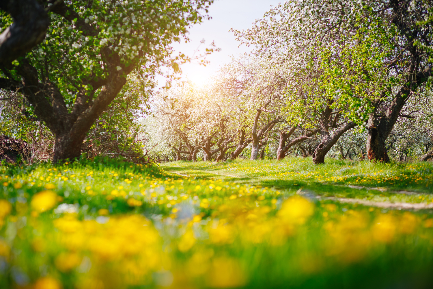 Landskapsbilde med uskarp forgrunn og bakgrunn - men med en skarp mellomgrunn.