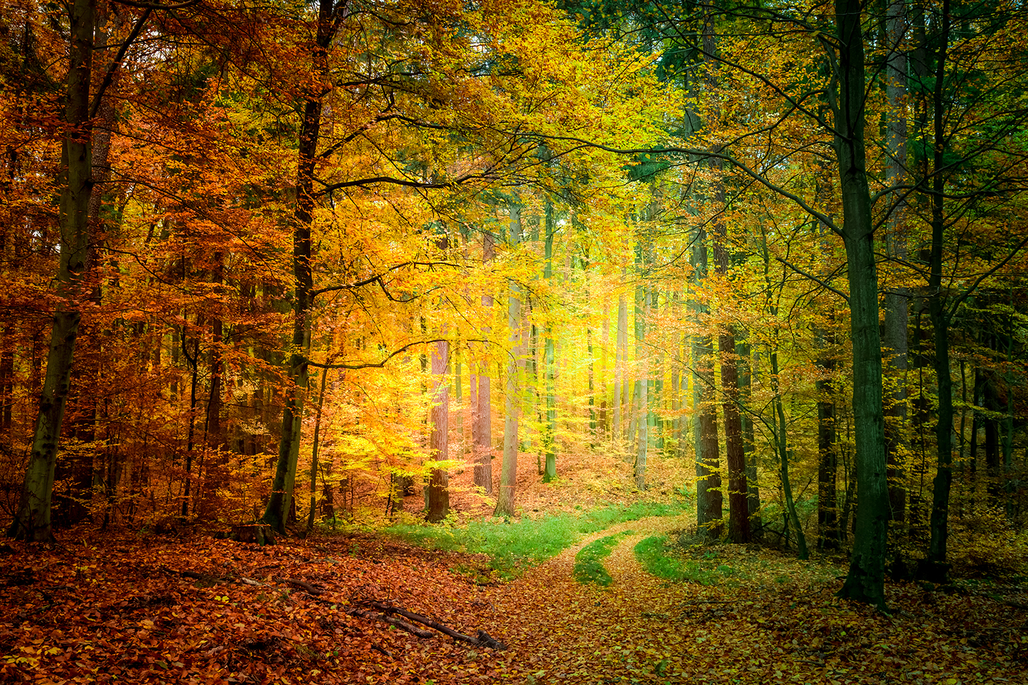 Skog med höstfärger.