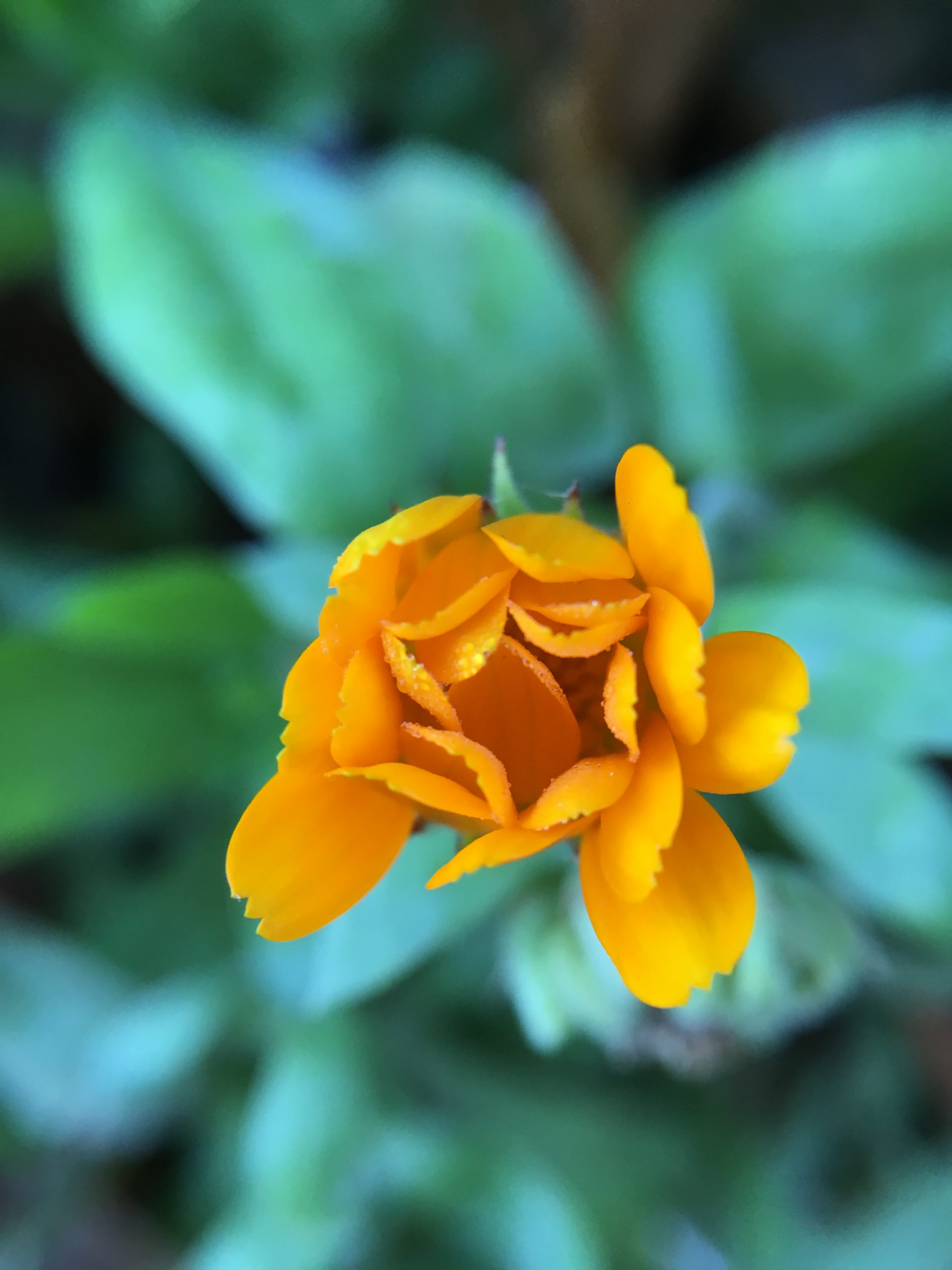 Blomma fotograferad med ett externt objektiv på mobilkameran