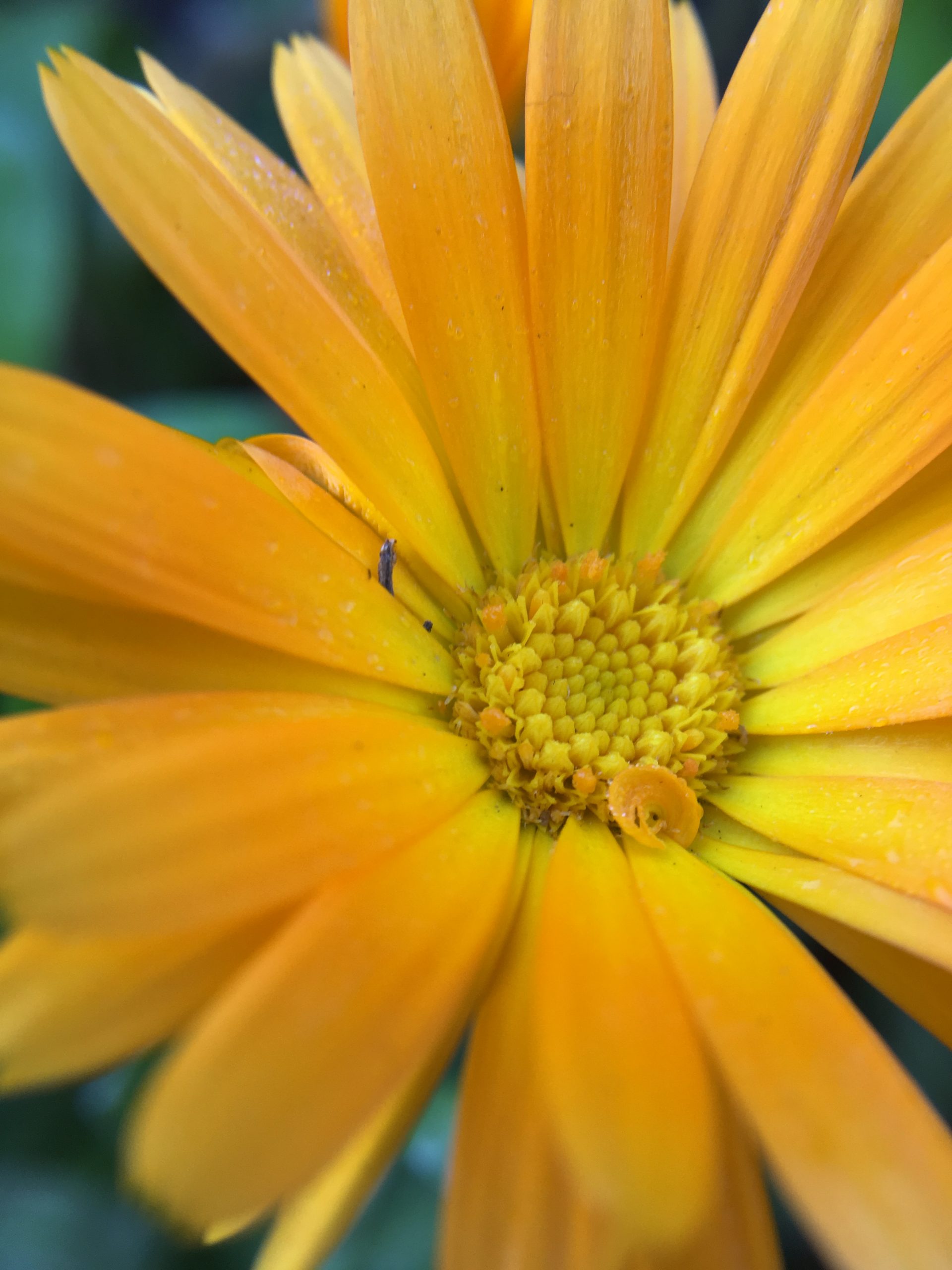 Blomma fotograferad med ett externt objektiv på mobilkameran