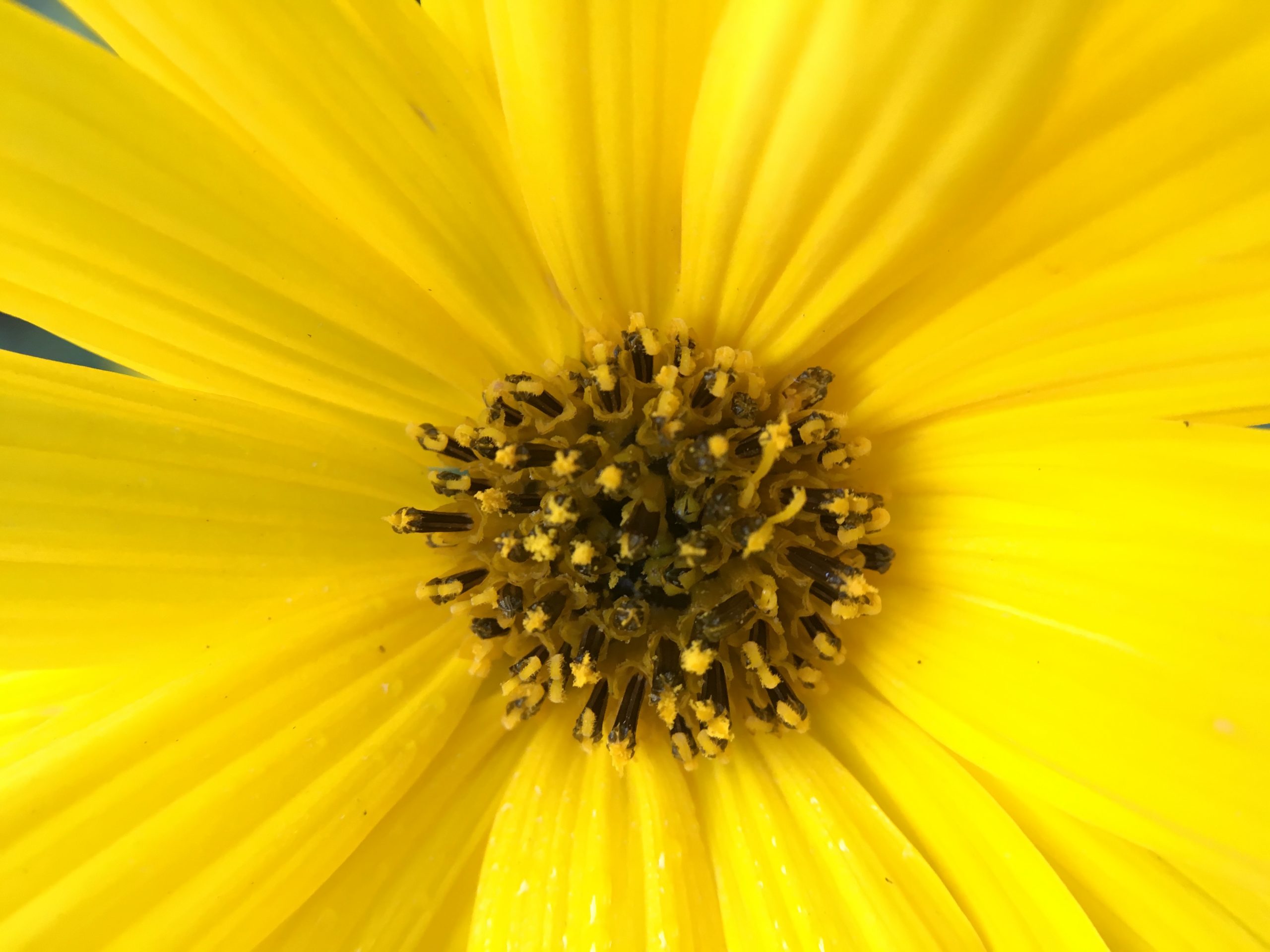 Brug af makroobjektiv til smartphone