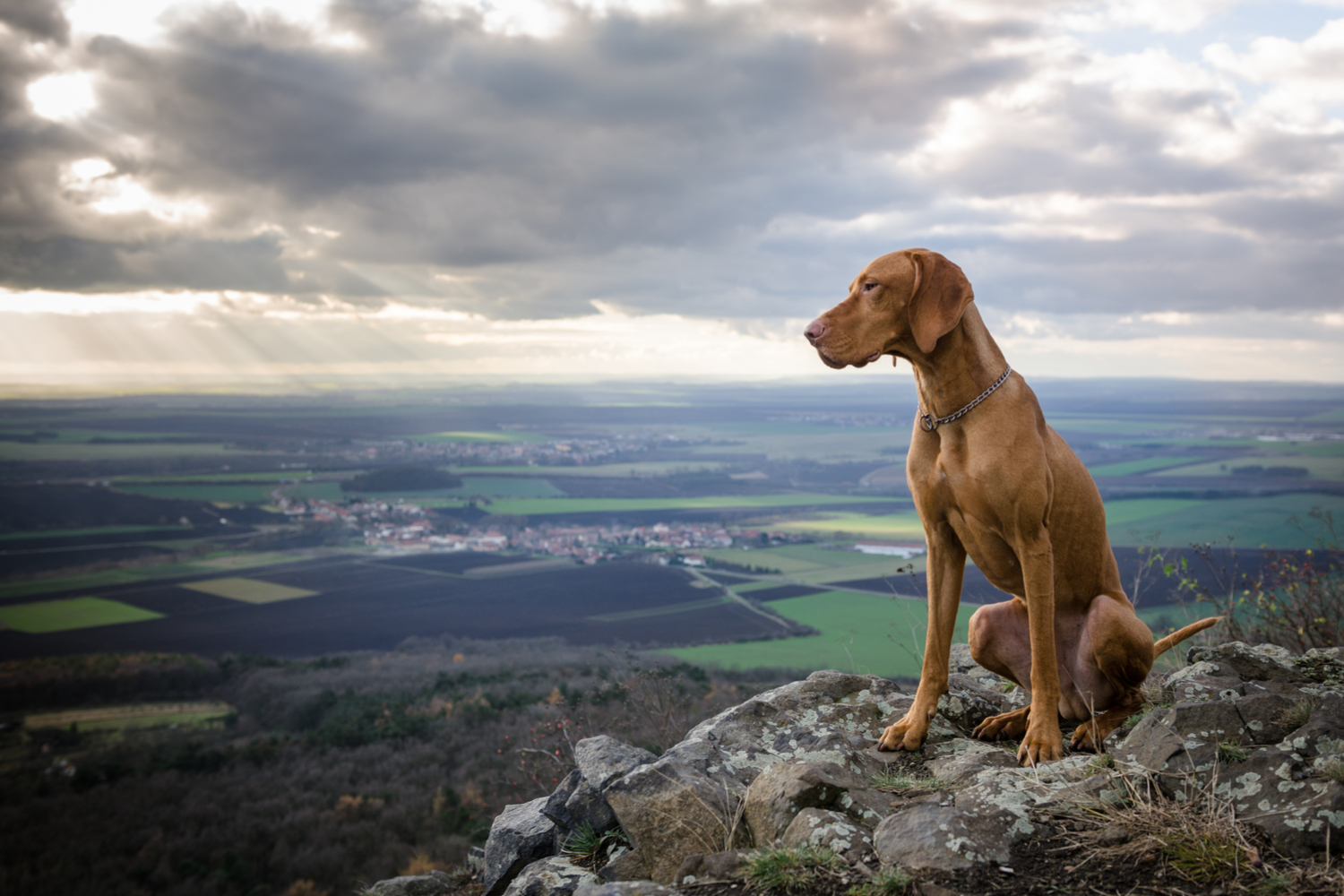 Hunden er et flot motiv. 