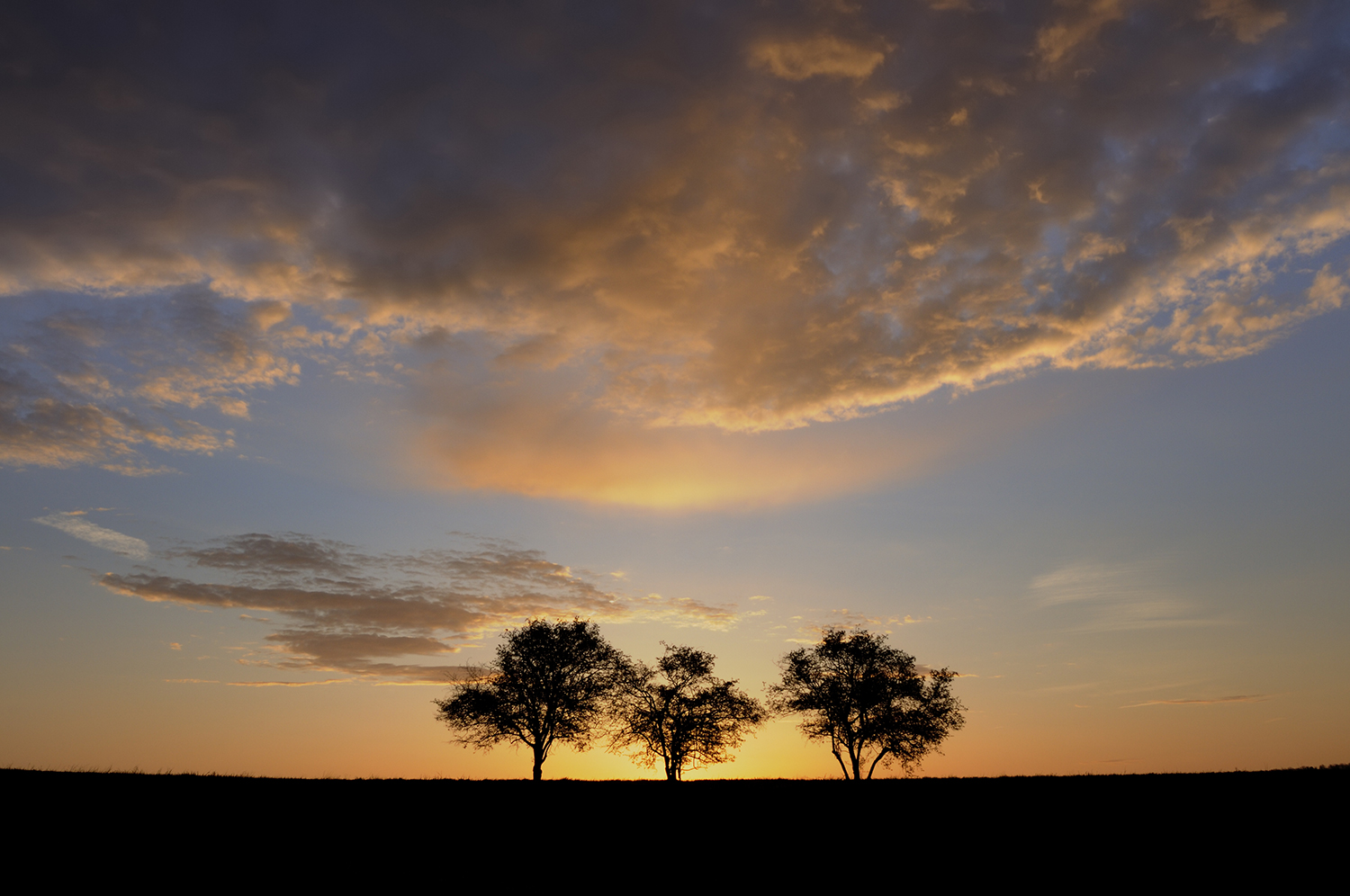Landskapsbild med silhuetter av tre träd