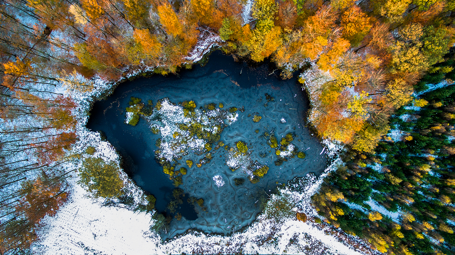 Trädtoppar i Danmark fotograferade med drönare