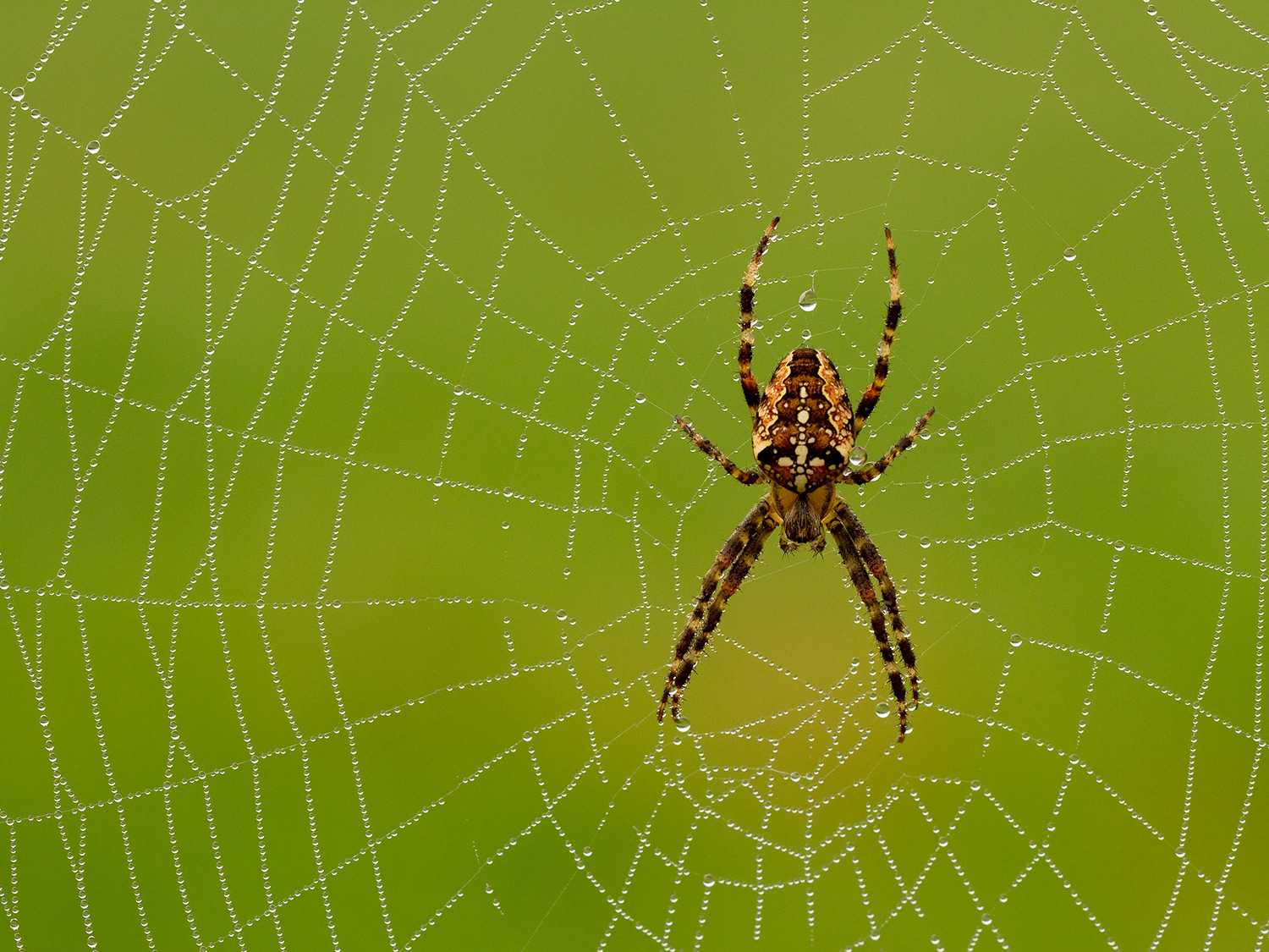 Korsspindel i sitt nät