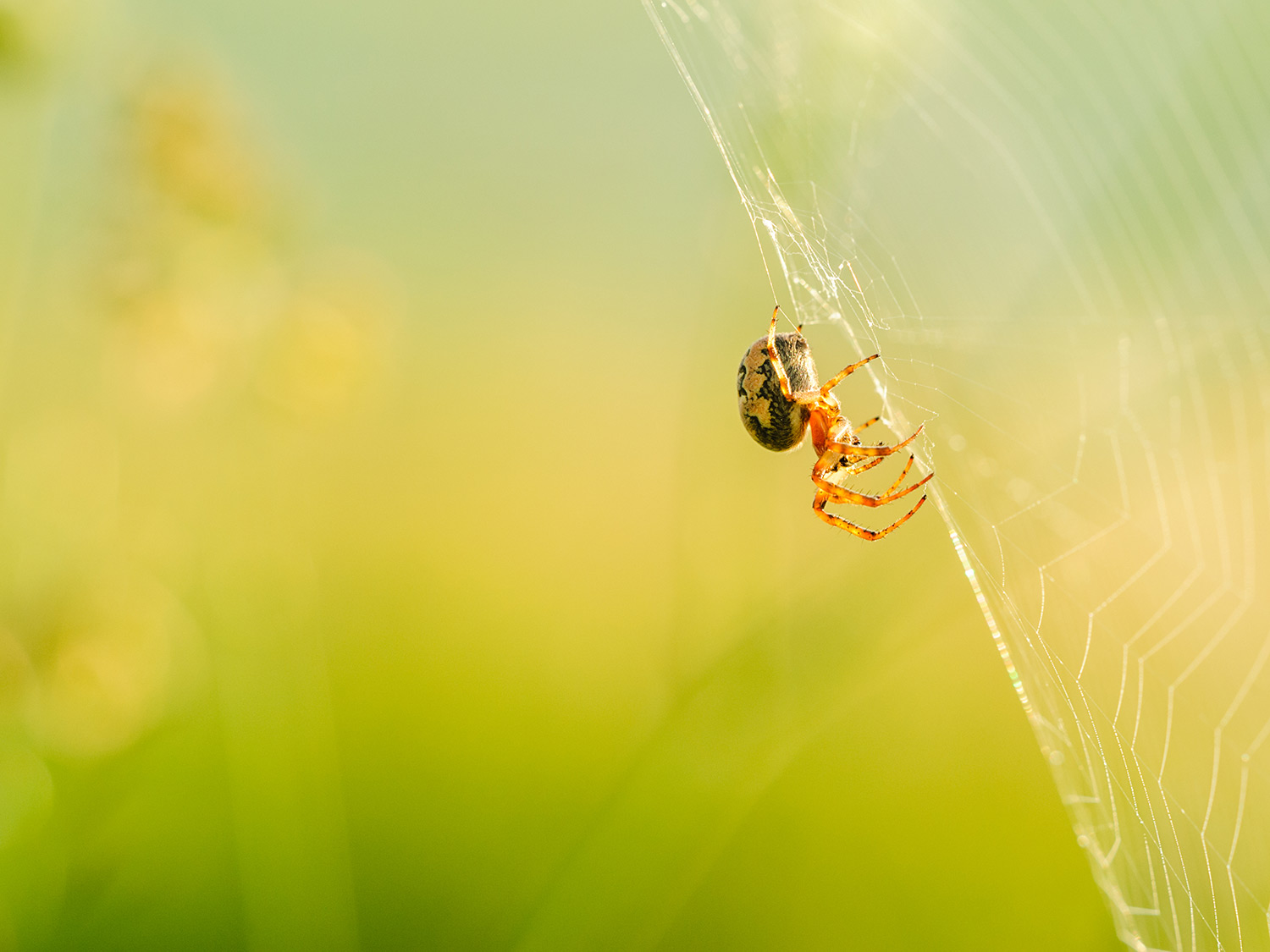 Edderkop i spindelvæv