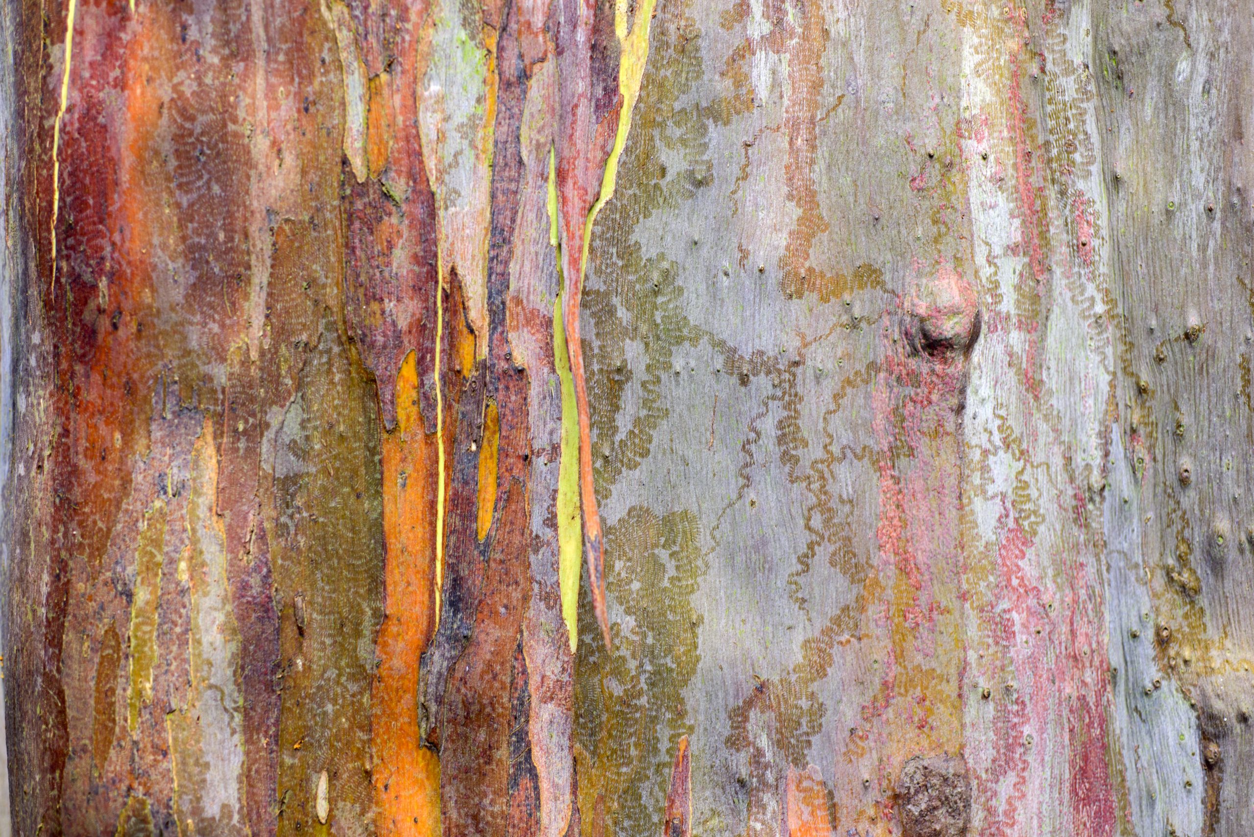 Abstrakt bild av färgad bark