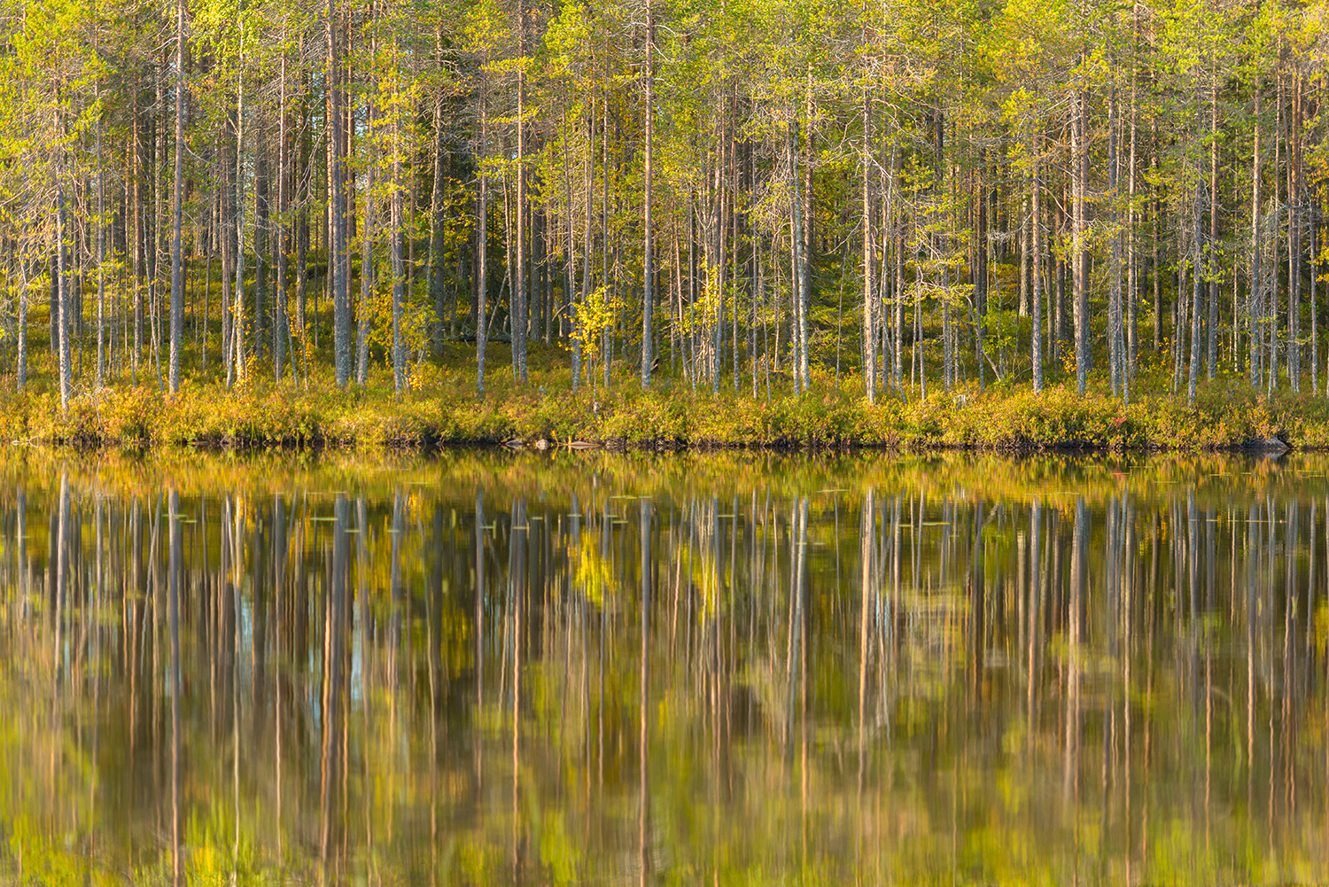 Puut heijastuvat veden pinnasta