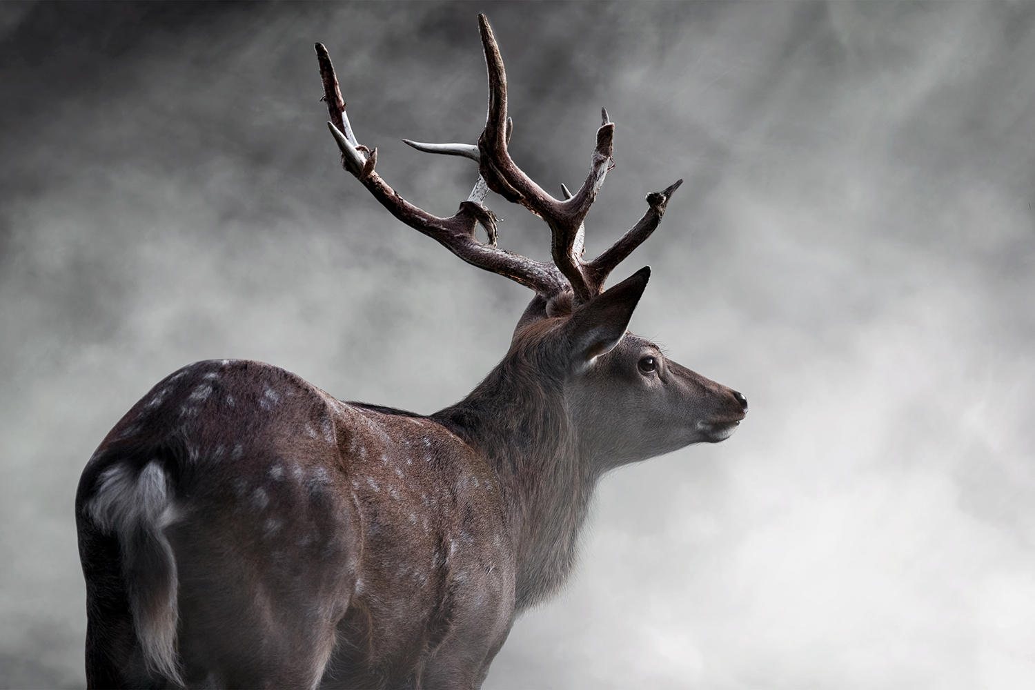 Kronhjort fotograferet i morgendis