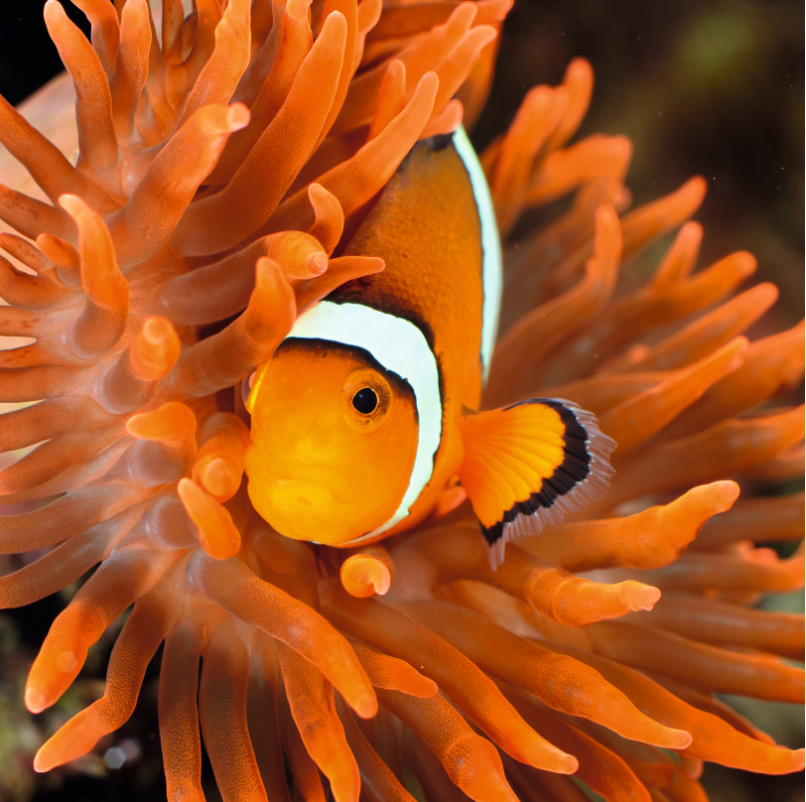 Om du gillar att dyka kan du kanske fotografera en clownfisk