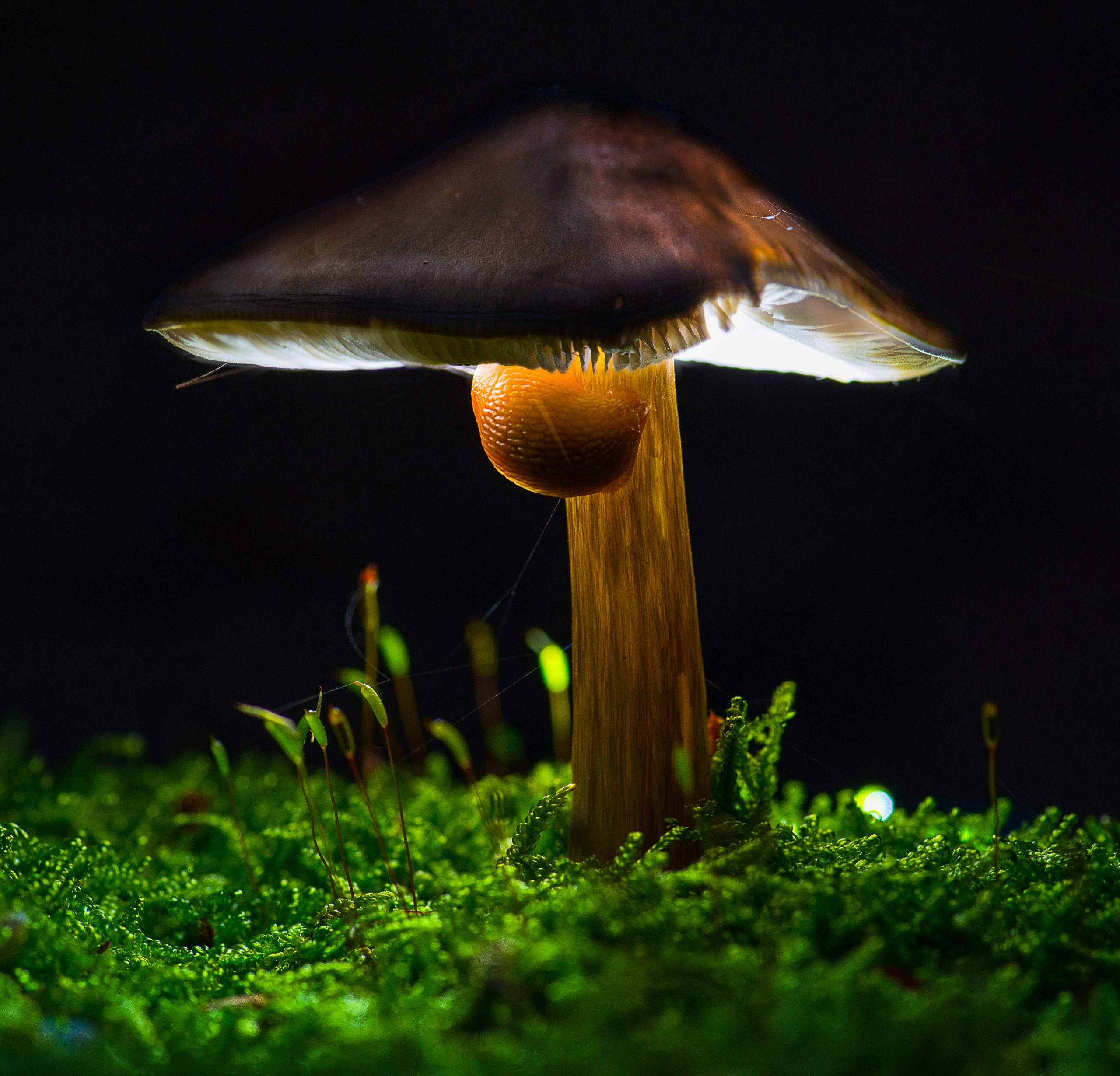 Lysande svamp efter bildbehandling i Photoshop