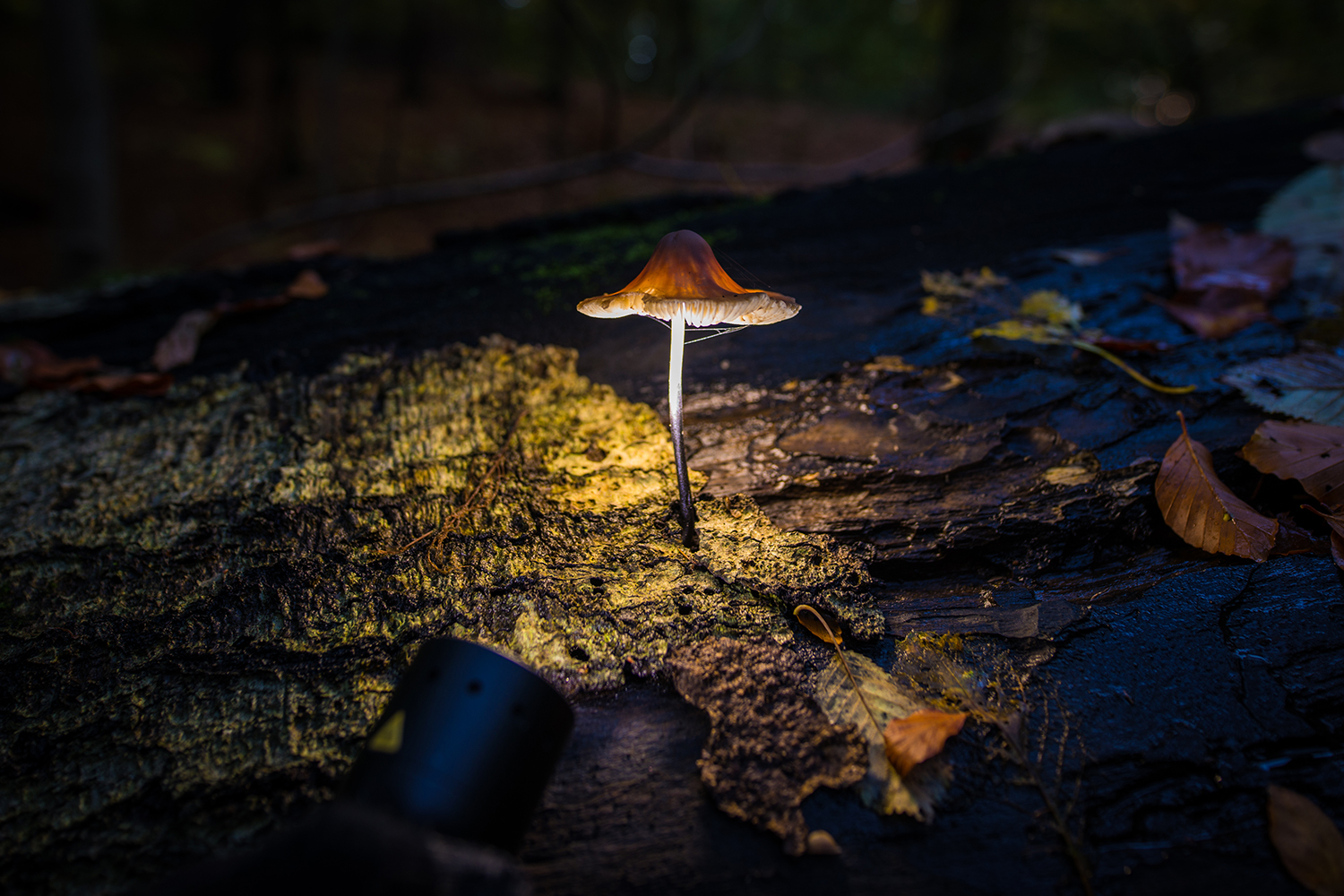 Spesiell fototeknikk gir soppen nytt liv