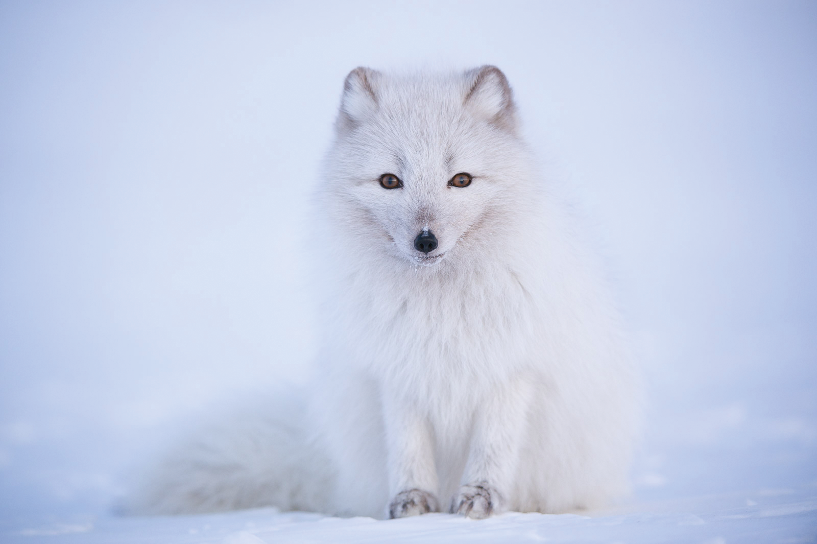 Naturfotograf Morten Hilmer fotograferer i arktiske strøk