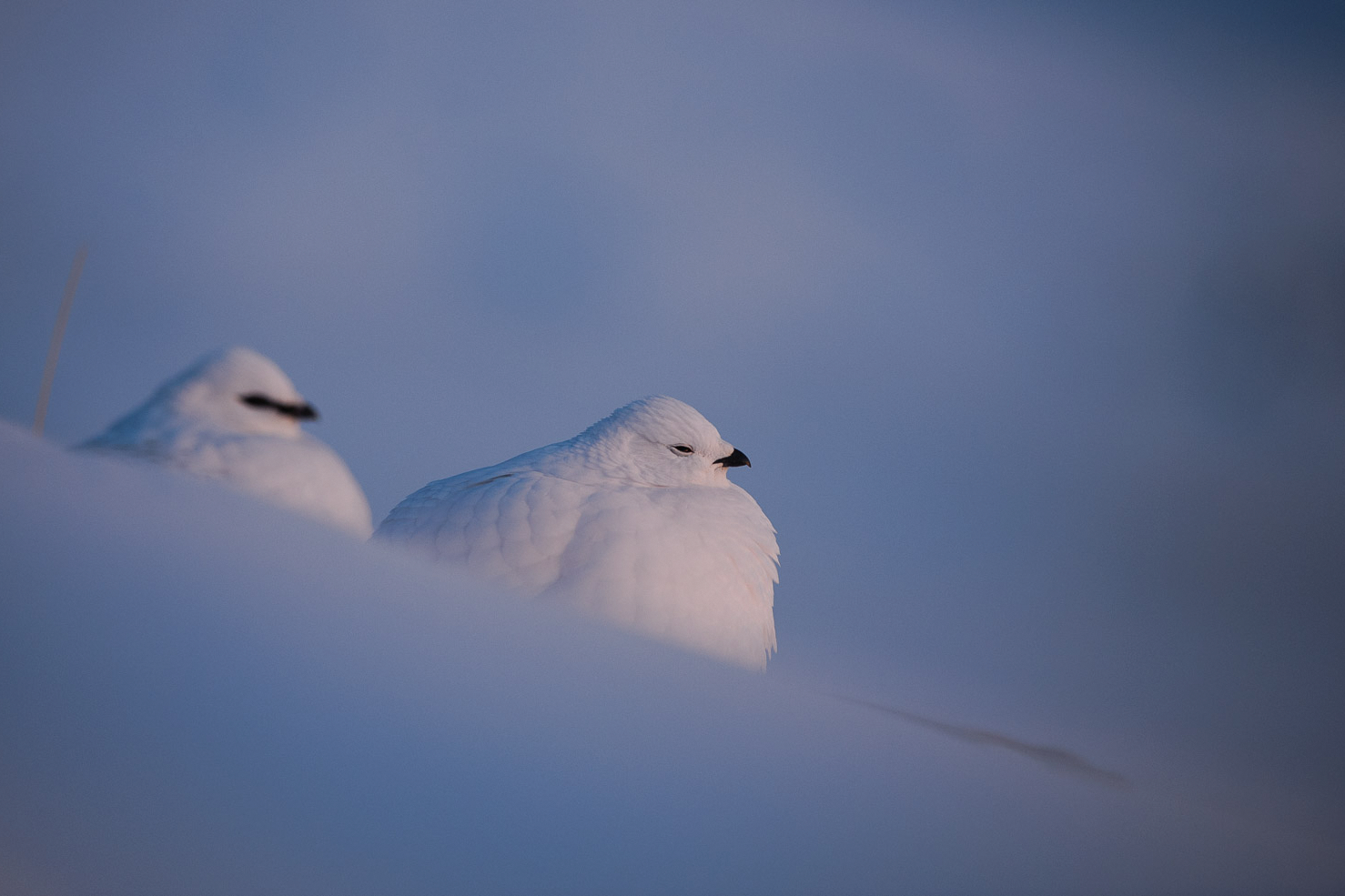 Naturfotograf Morten Hilmer er guide på læserrejsen til Svalbard