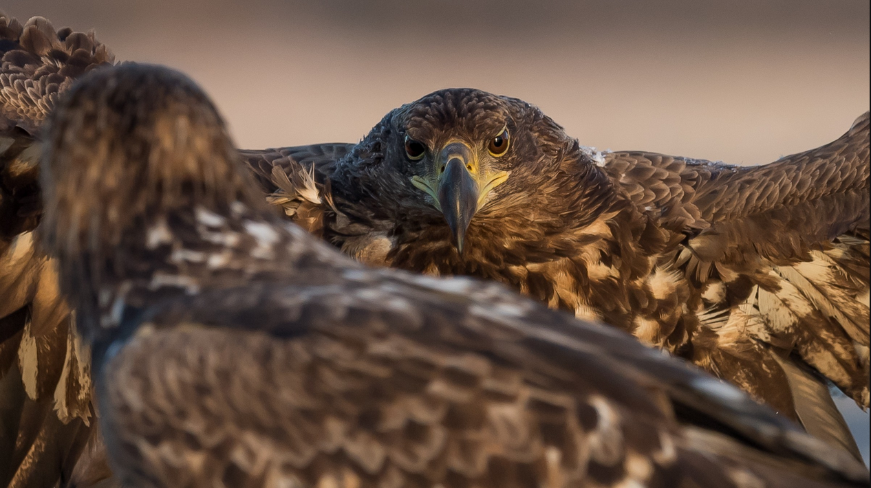 Ann Coppens' bilde av en ørn.