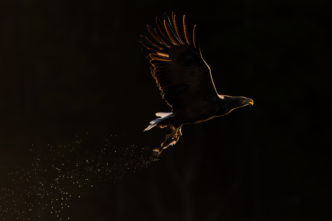 Ann Coppens' vinderbillede af en ørn