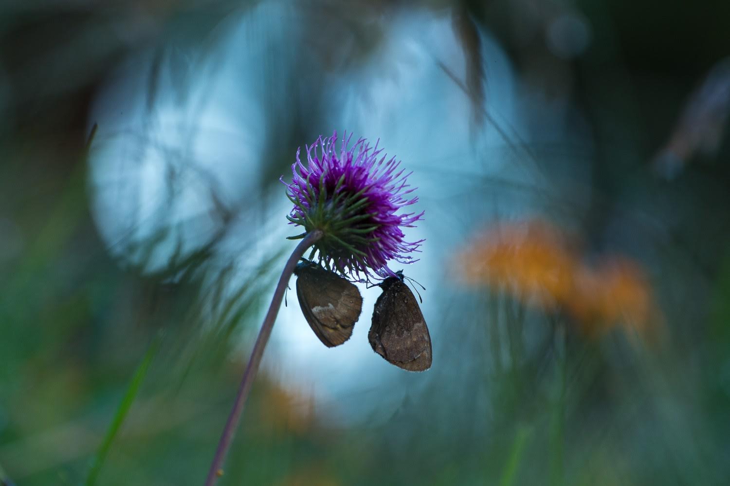 Kursus i makrofotografering med Morten Hilmer