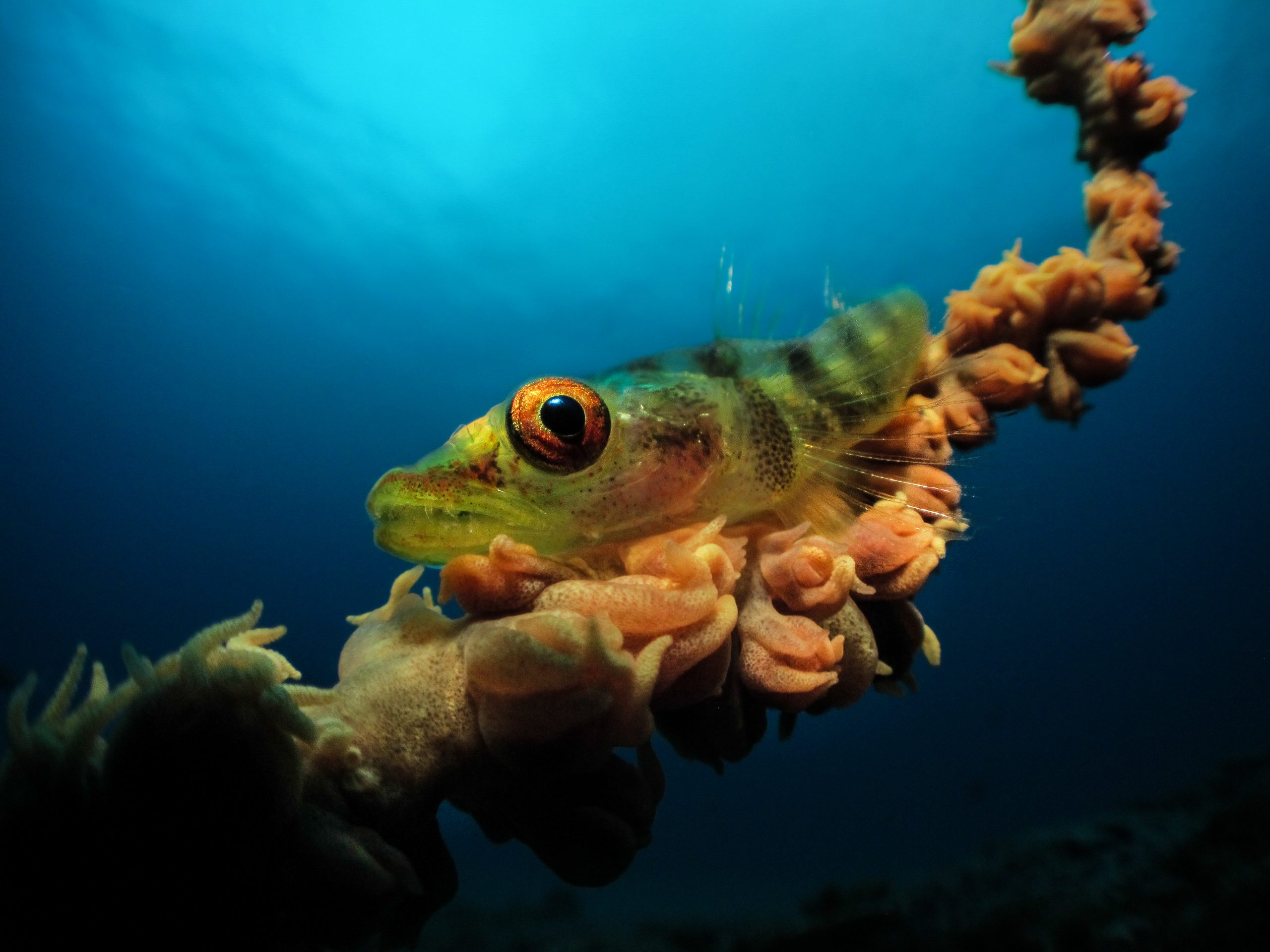 Underwater Photographer of the Year 2017.