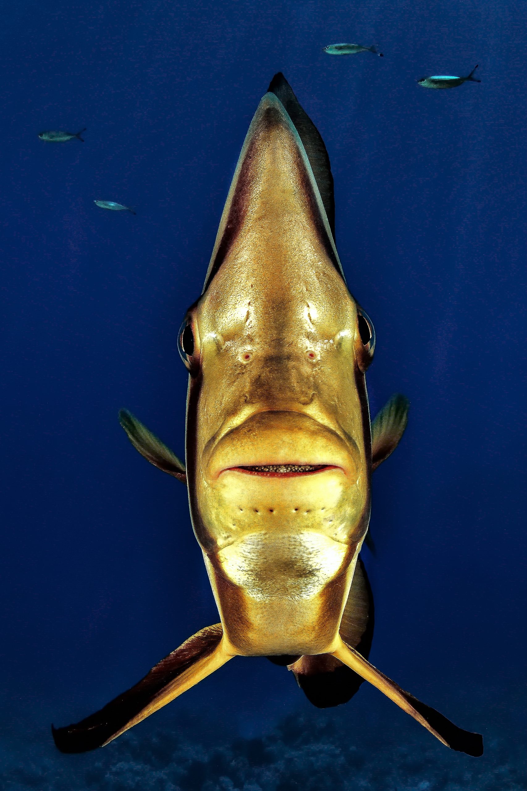 Underwater Photographer of the Year 2017.