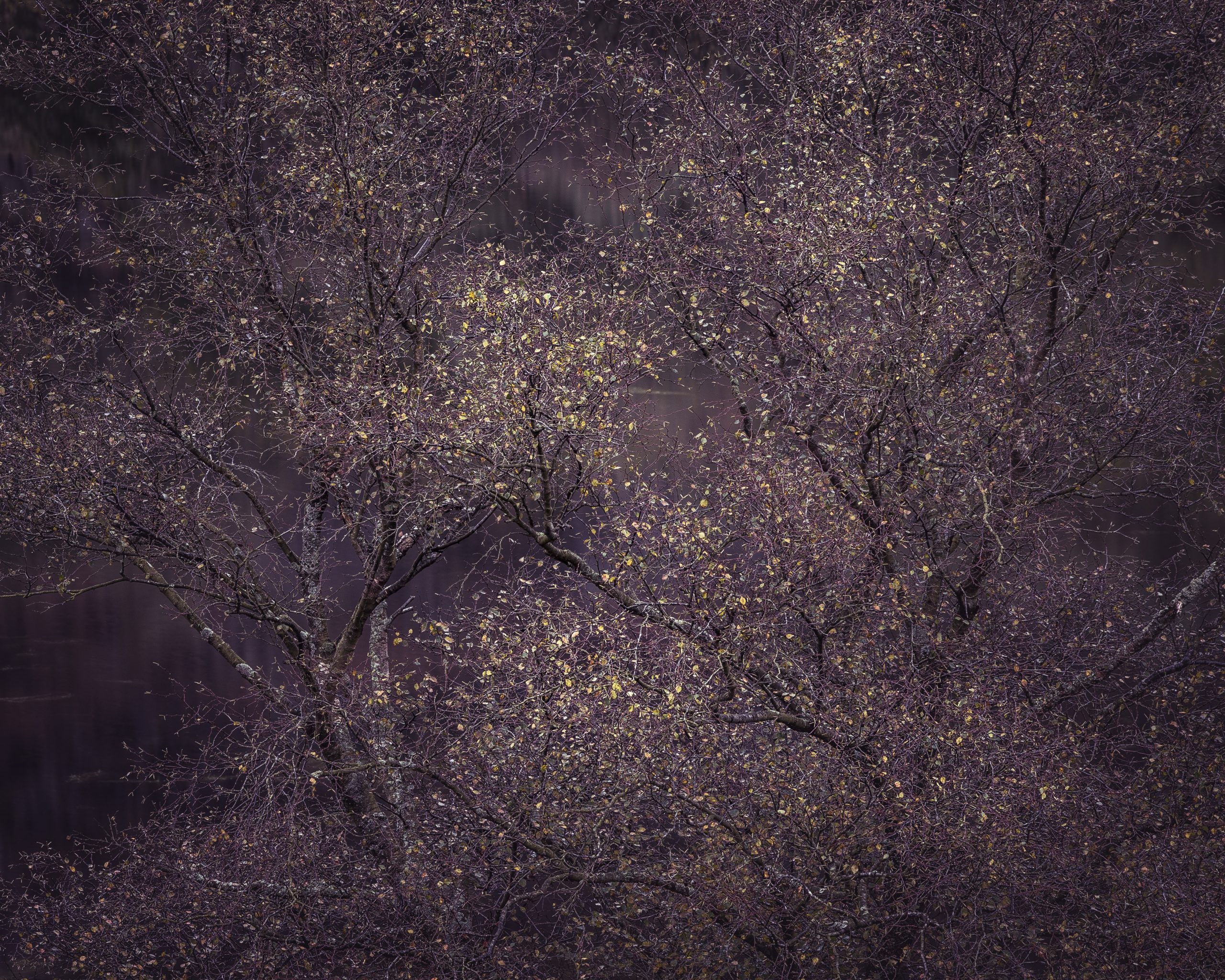 International Garden Photographer of the Year.