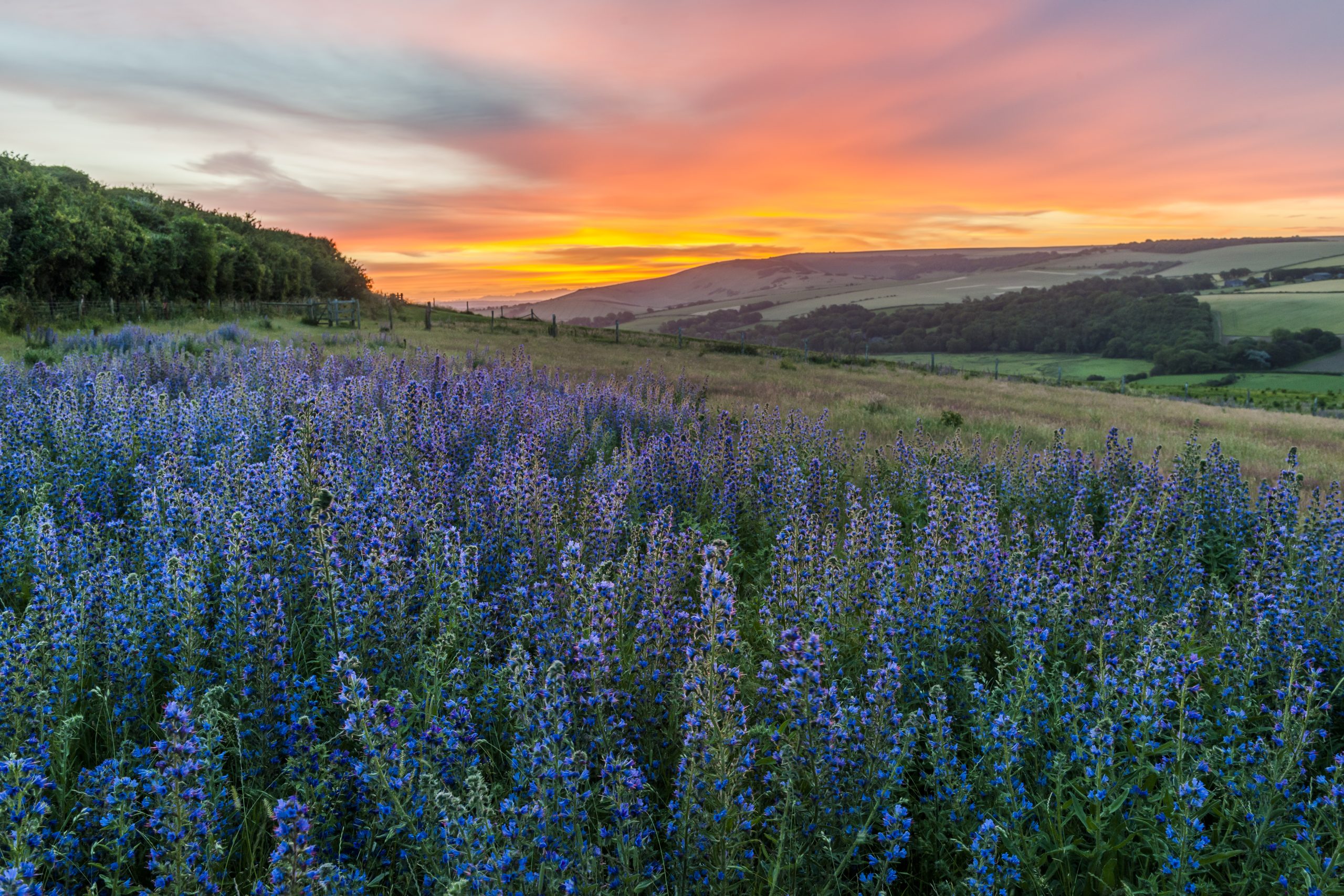 International Garden Photographer of the Year