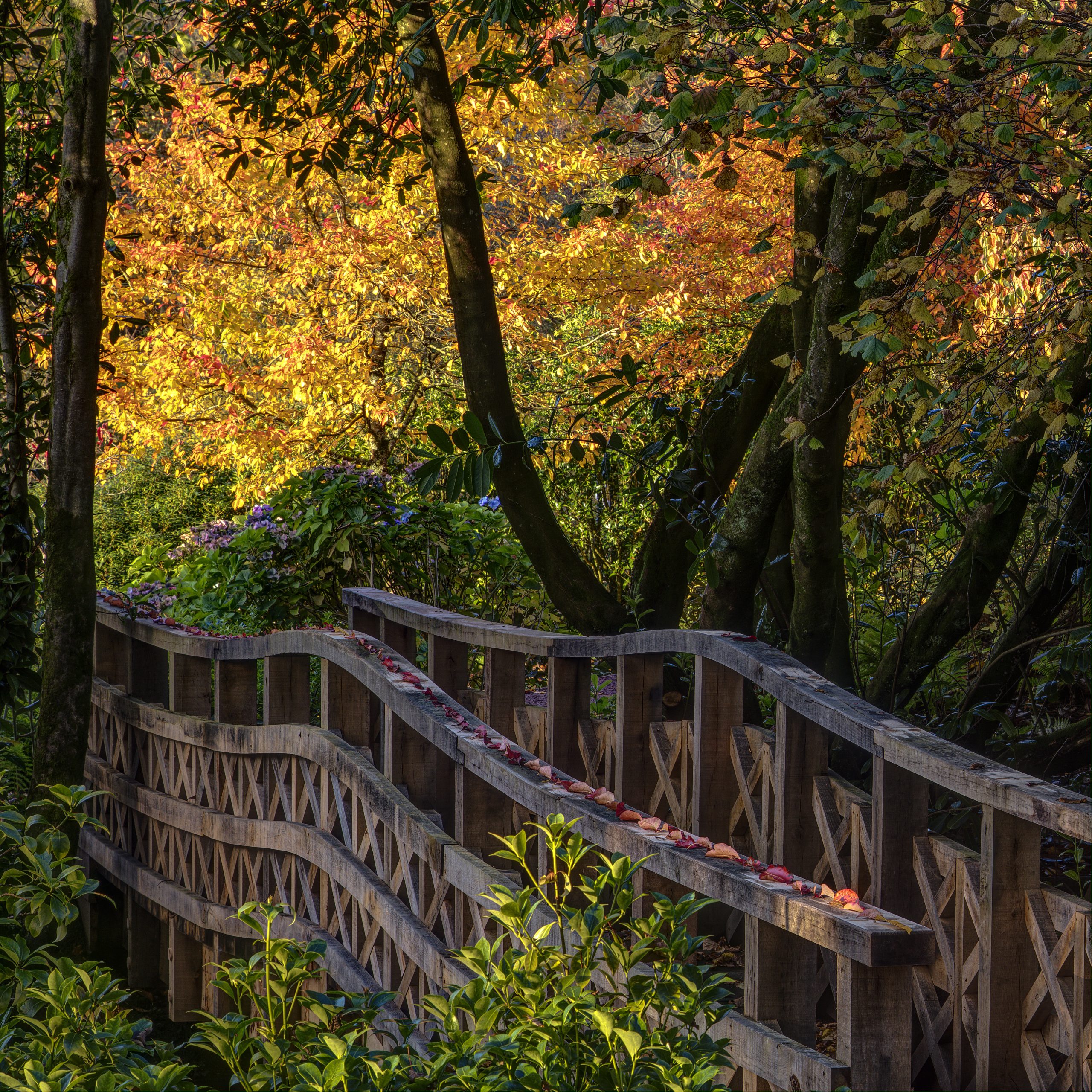 International Garden Photographer of the Year