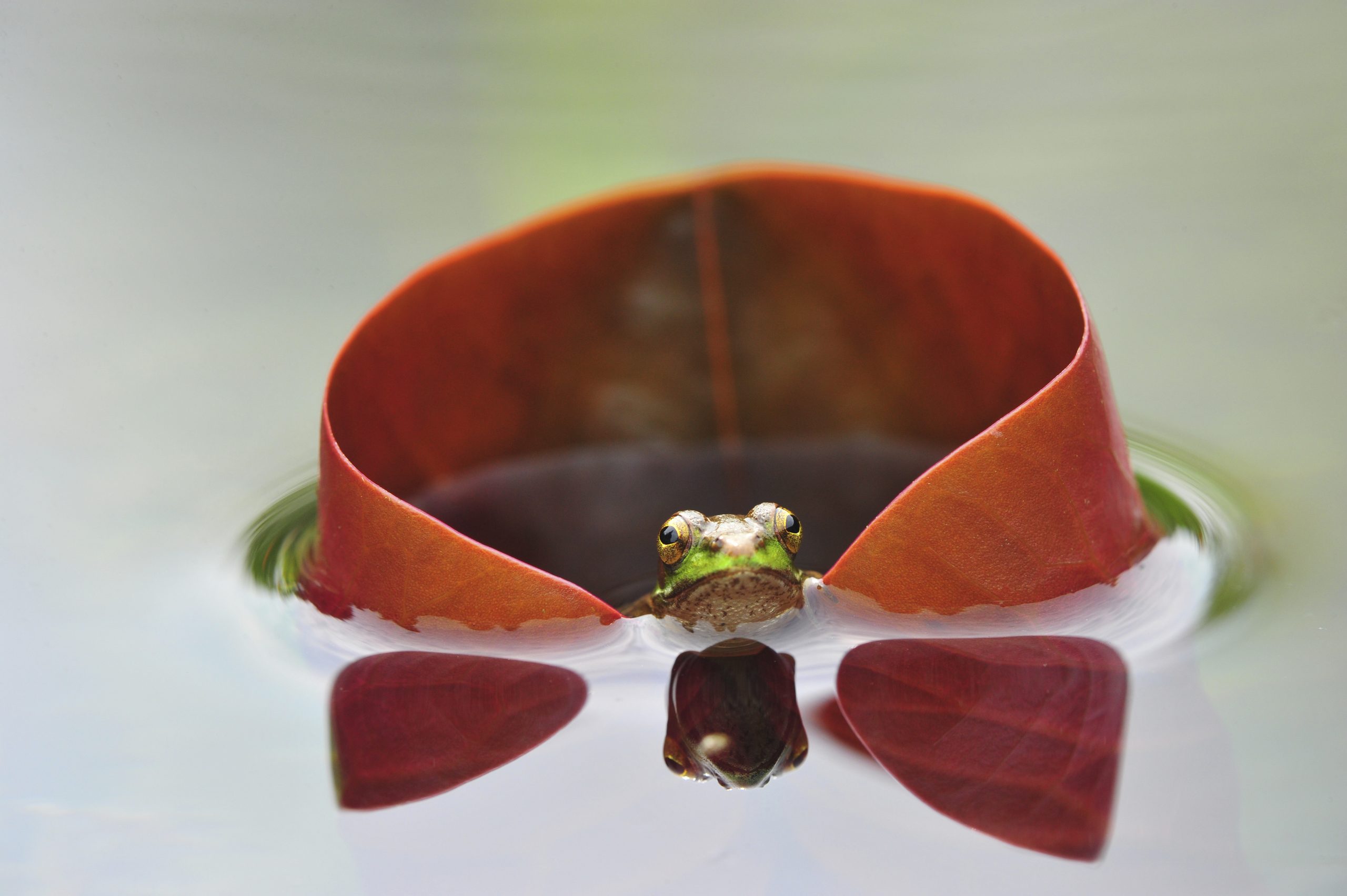 Minghui Yuan - International Garden Photographer of the Year.