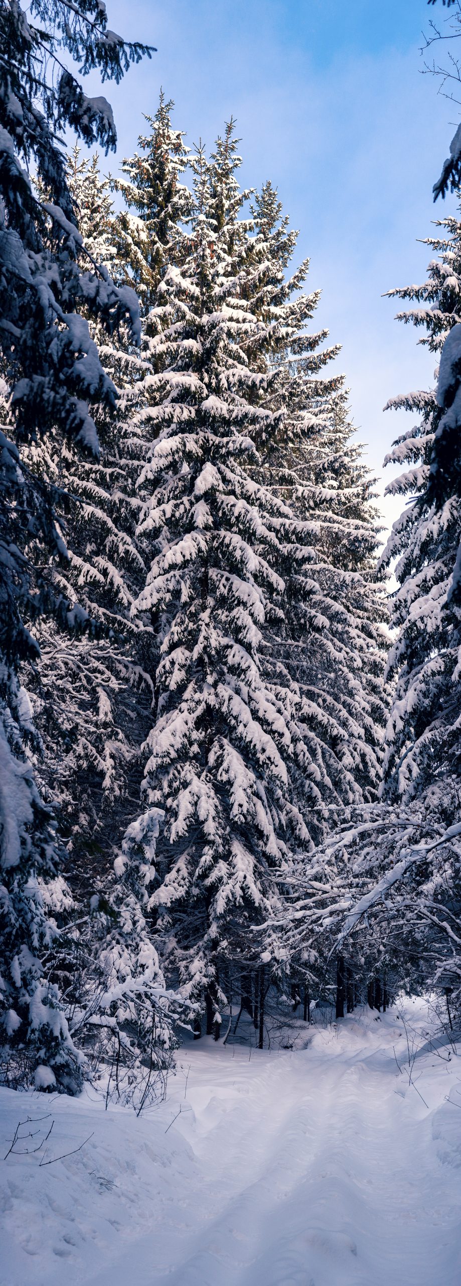 Stående panorama i vinterskogen