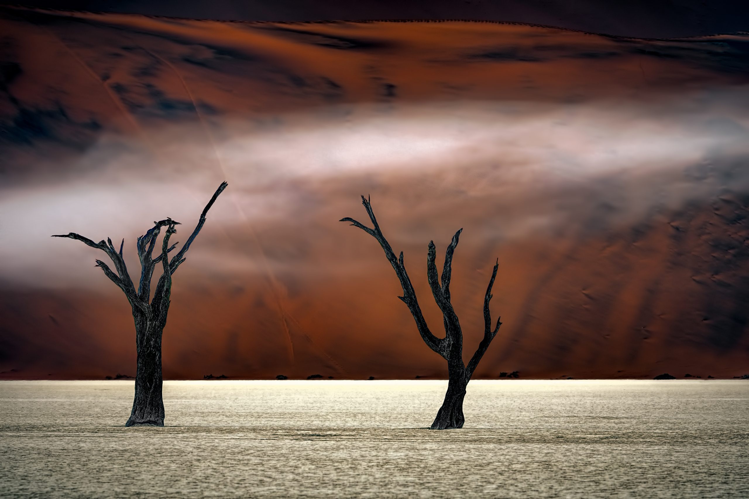 Peter Hoppe: Træer i Namibias ørken