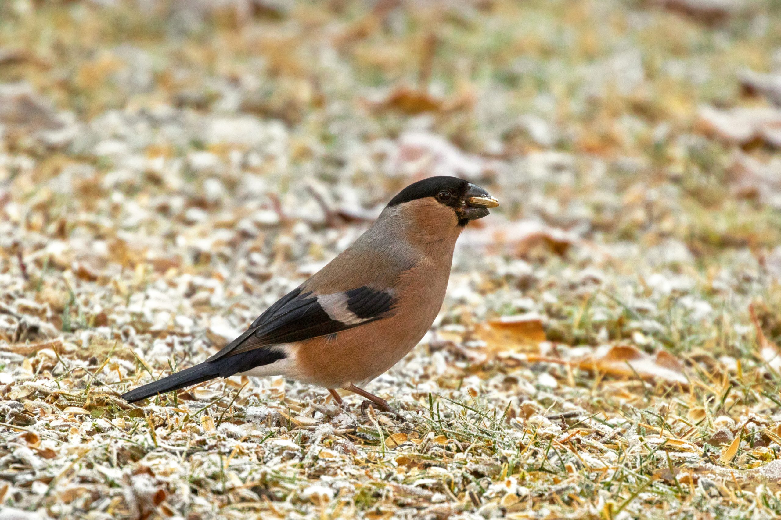 Bli bättre på fågelfotografering