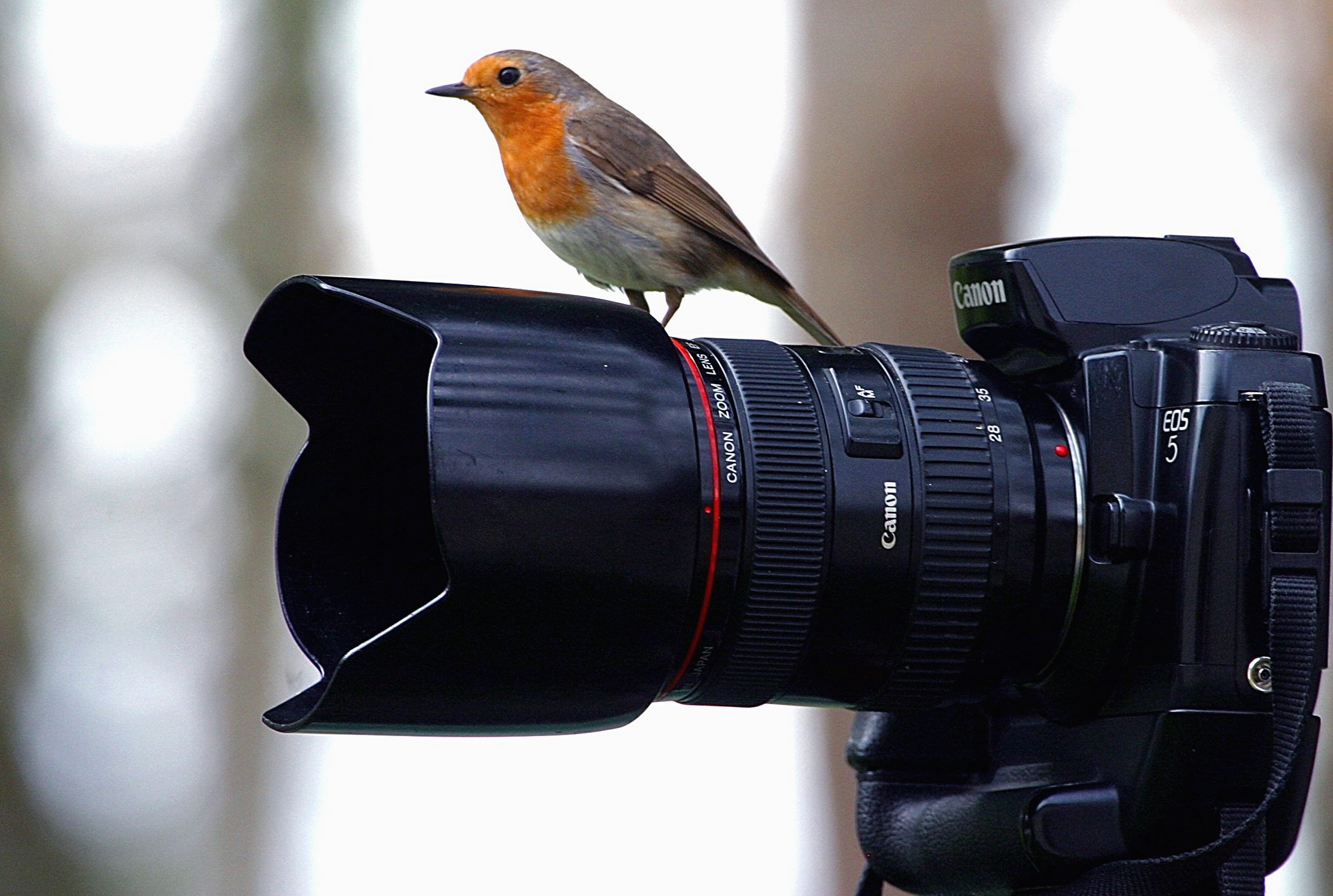 Tag gode naturbilleder