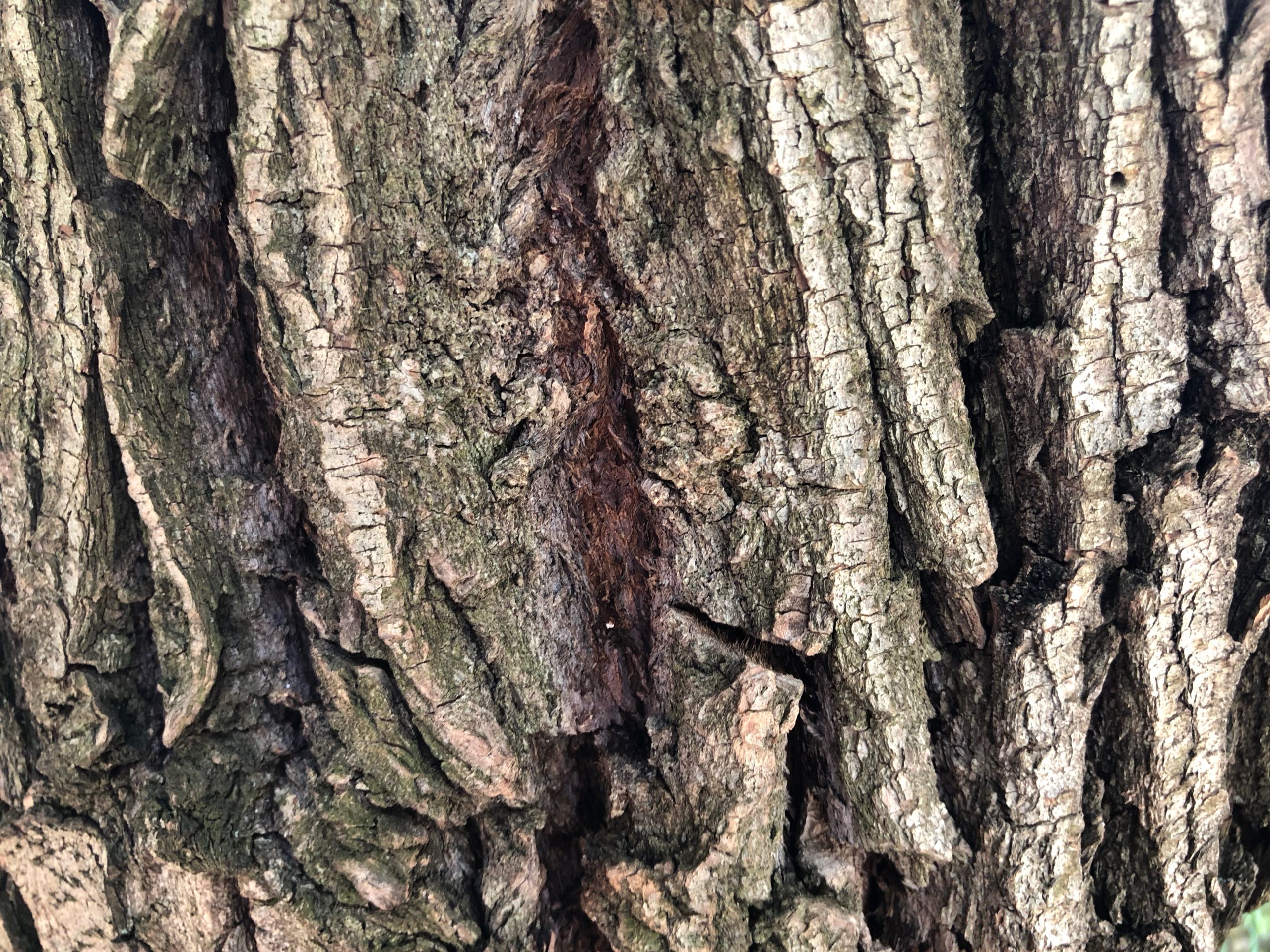 Disse makromotivene må du fotografere om høsten