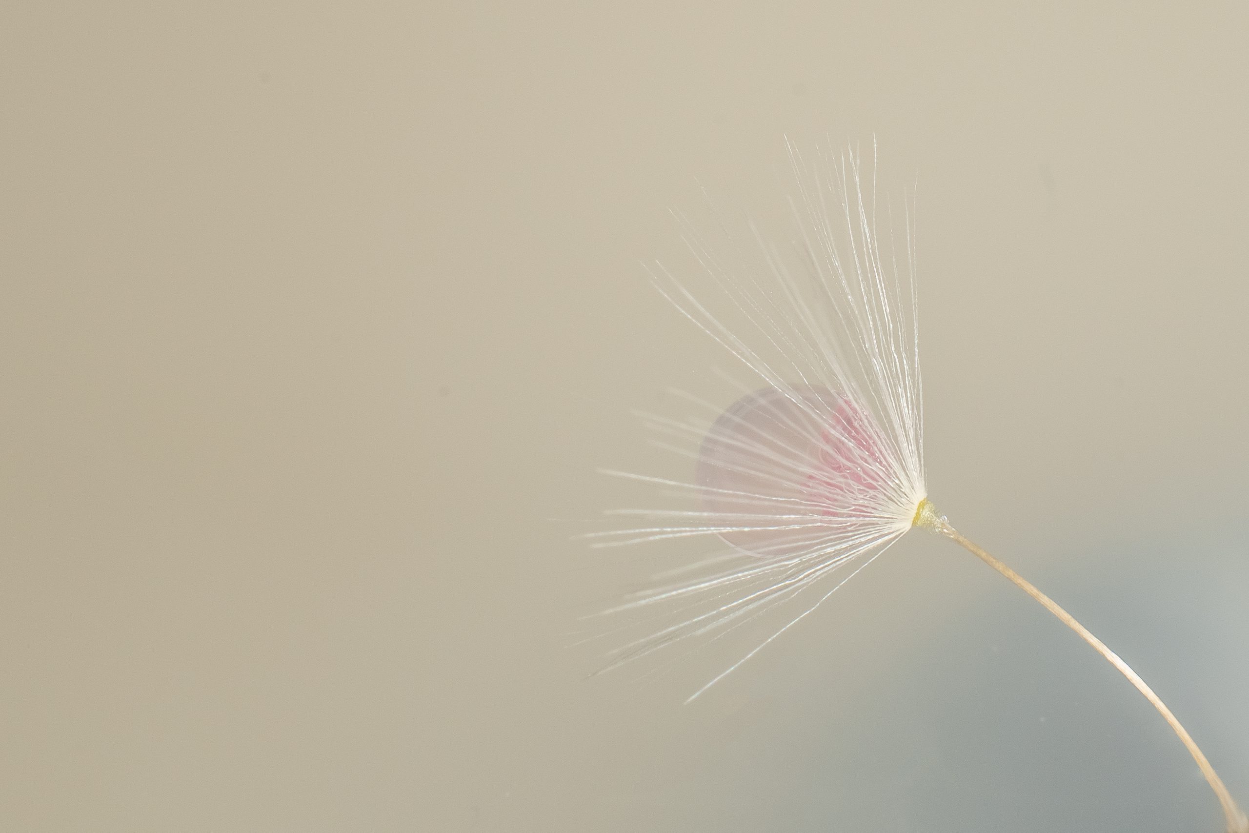 Løvetannblomst med dråpe i kronen