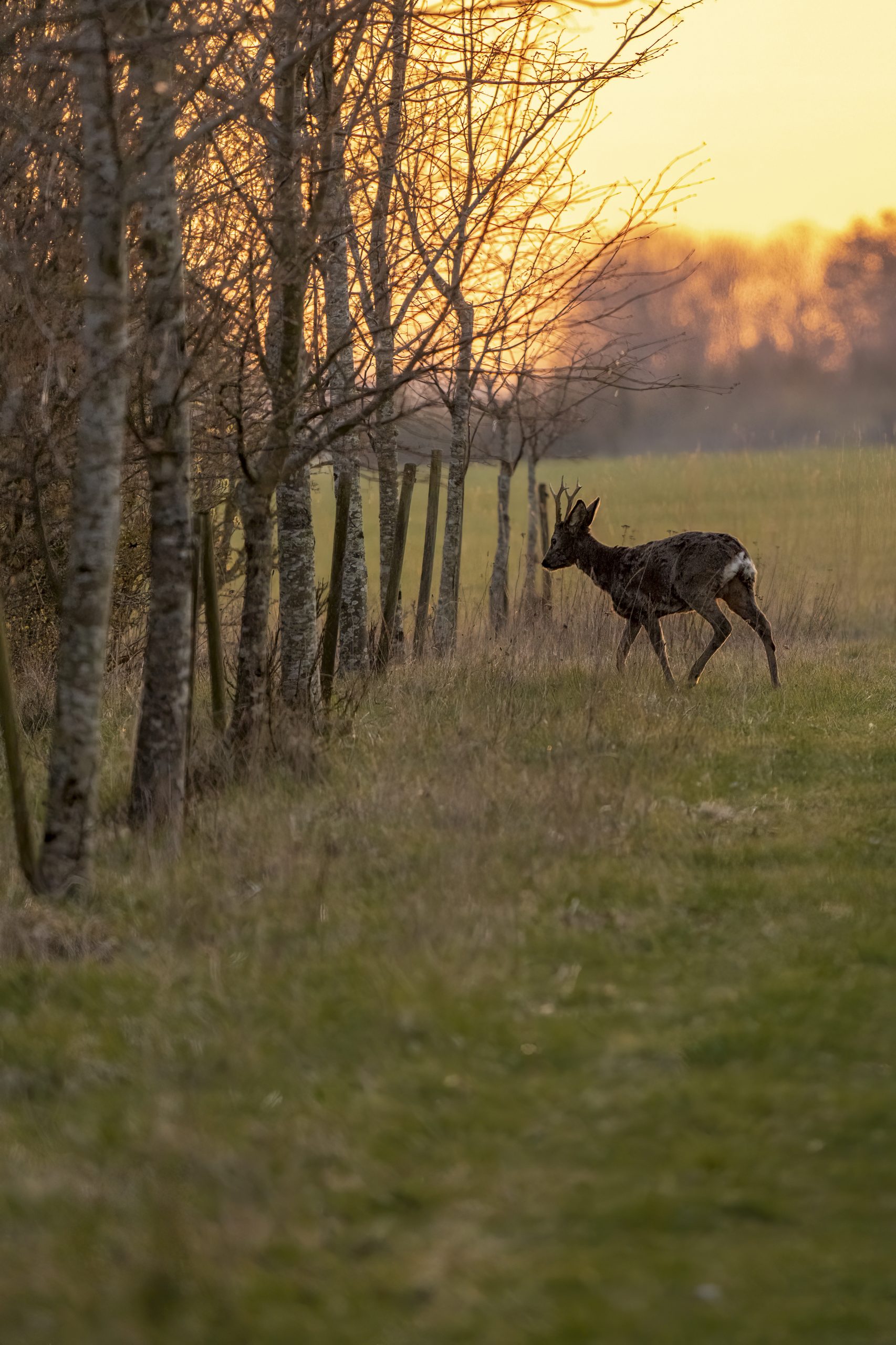Ung bukk søker skjul i en skog midt i den gylne timen