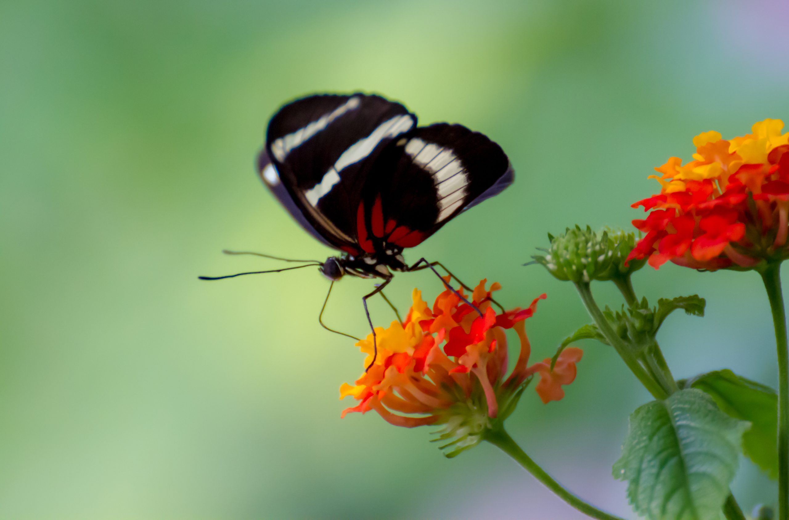 Makrobilde av sommerfugl og blomst