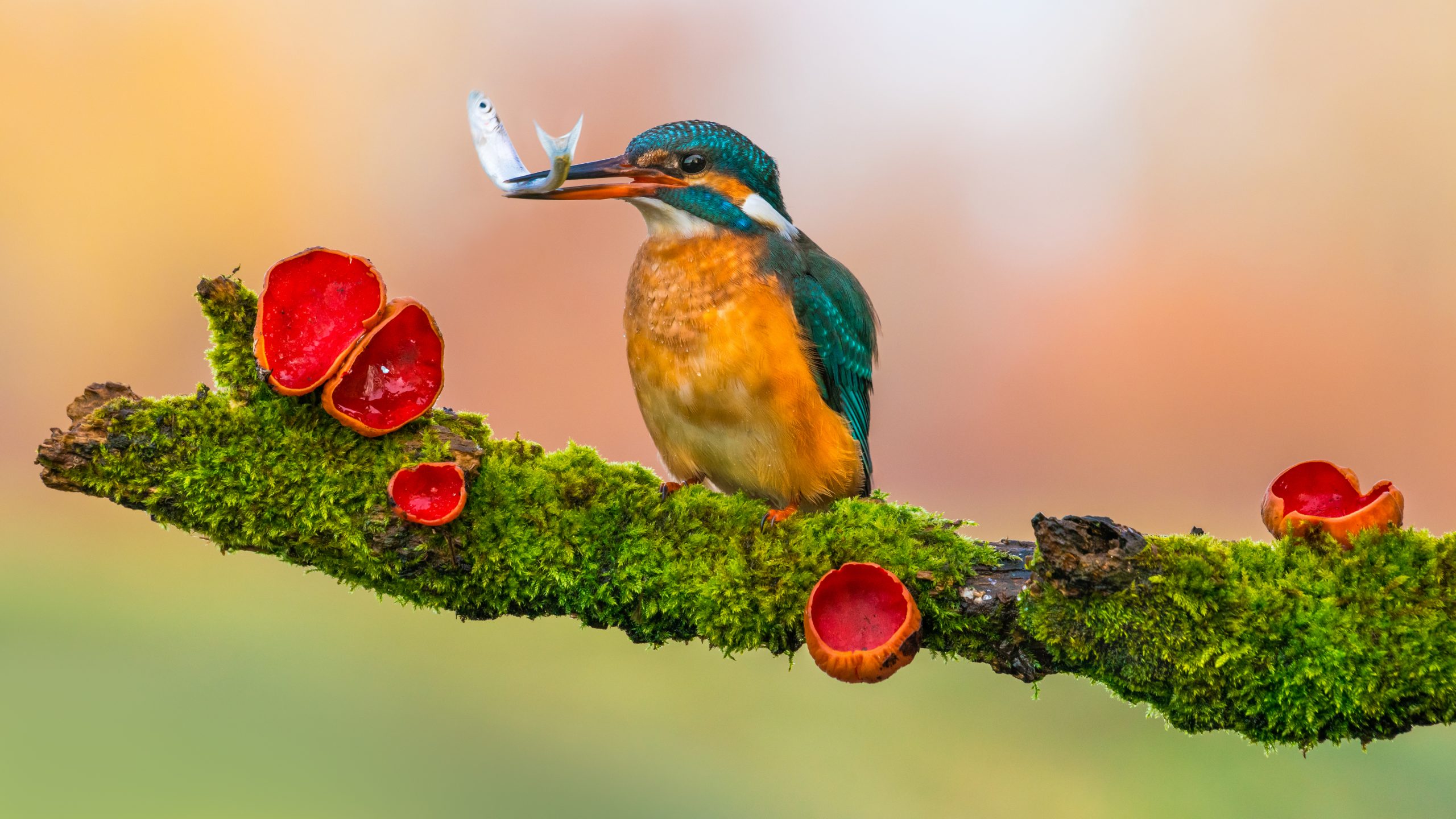 Isfugl på gren med fisk