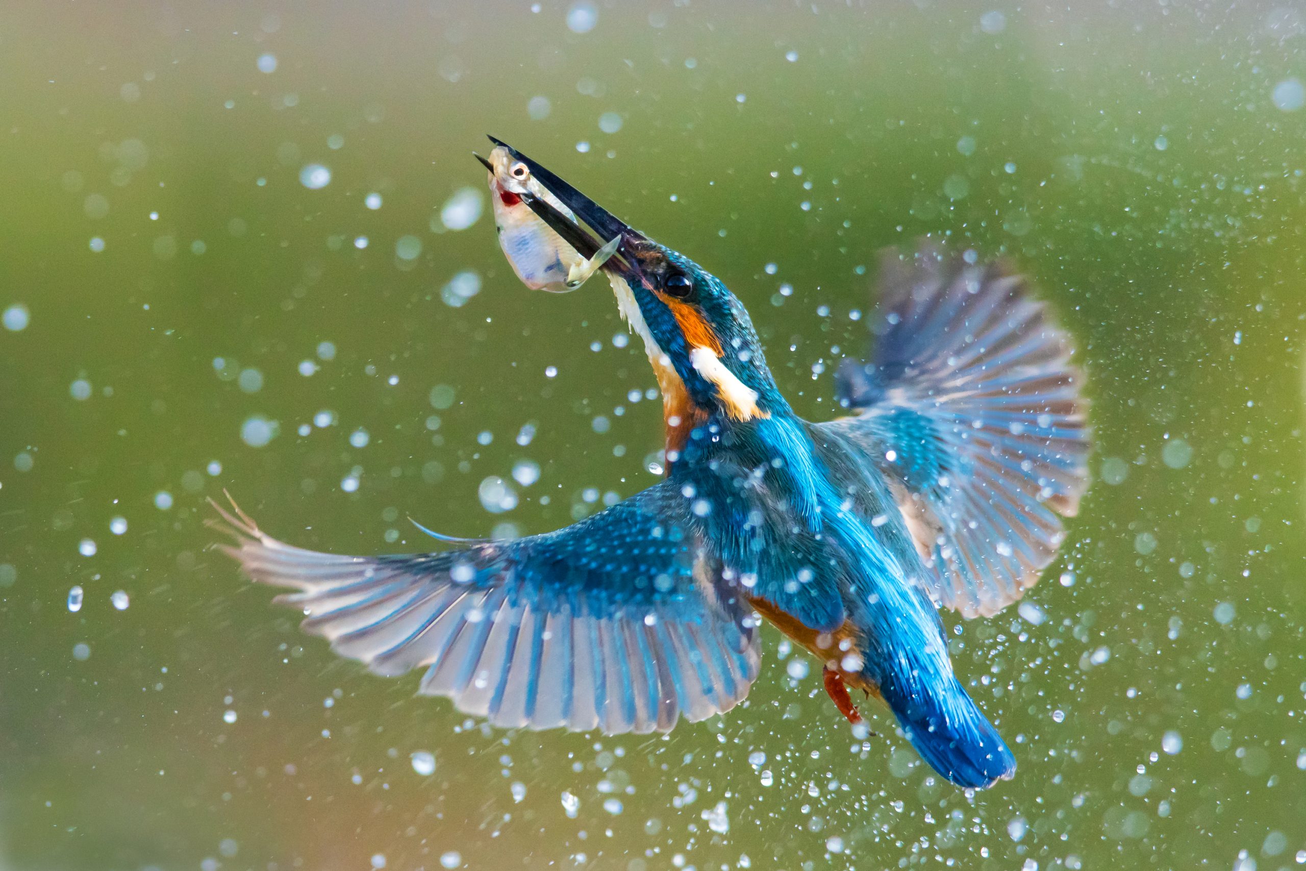 Isfugl fanger fisk i vannet.