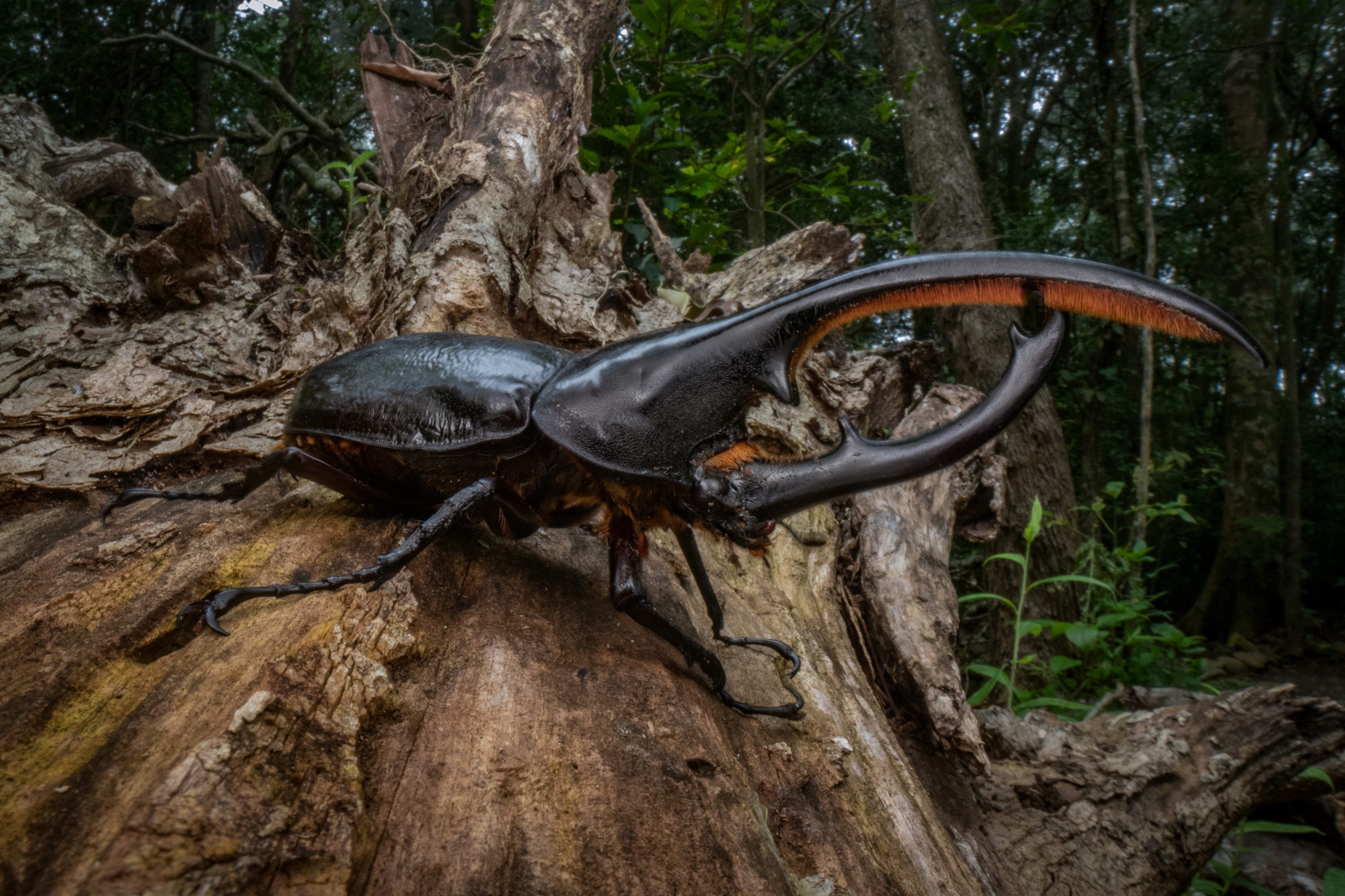 Herkulesbille på Costa Rica