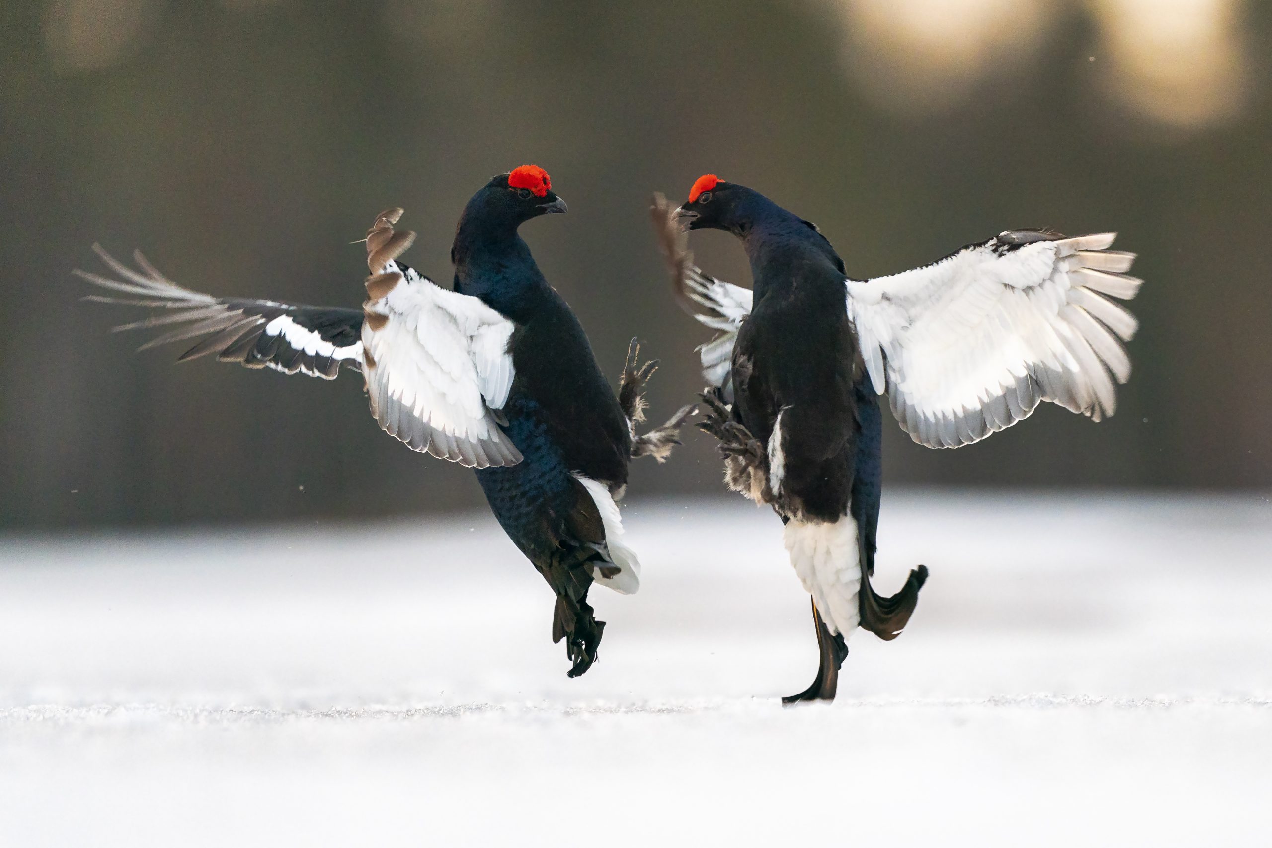 Bilde av orrfugler som slåss