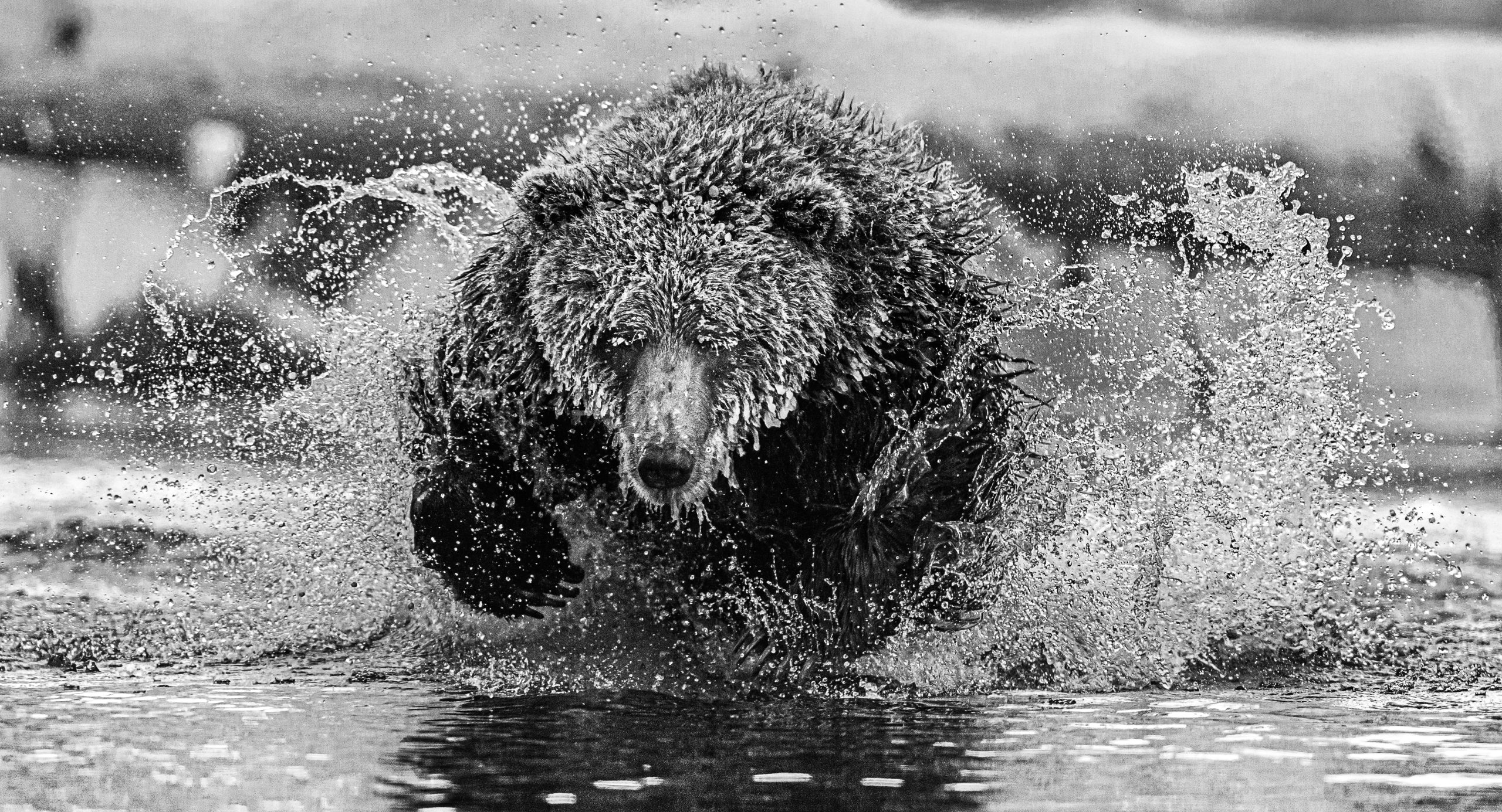 Svart-hvitt-bilde av grizzlybjørn i elv